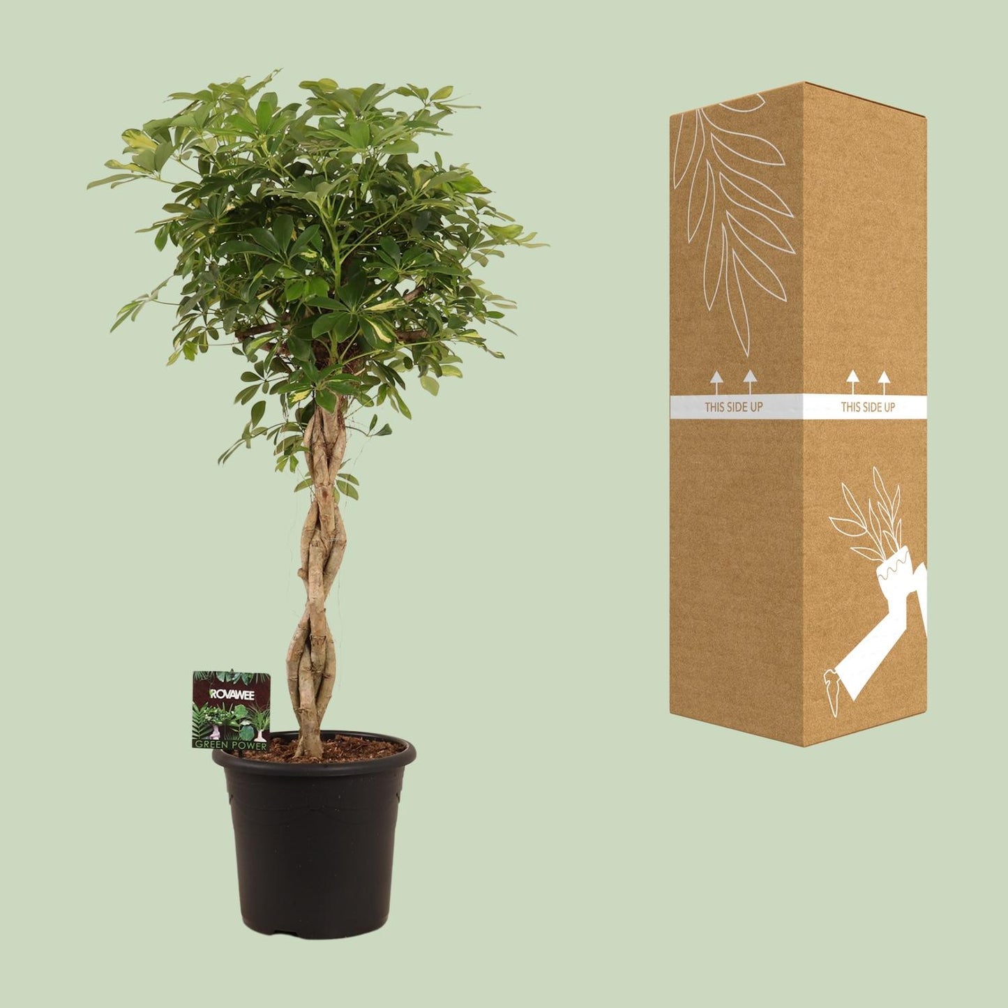 Schefflera Arb. Gold Capella - Ø32cm - ↕130cm