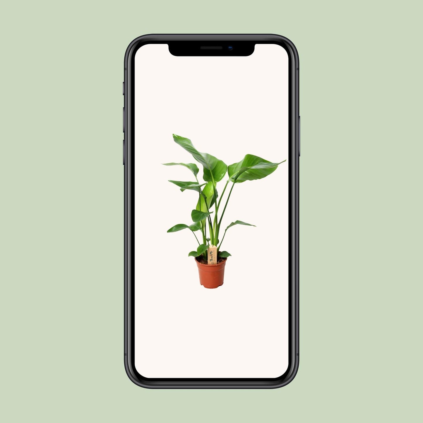Strelitzia Nicolai - Ø17cm - ↕60cm