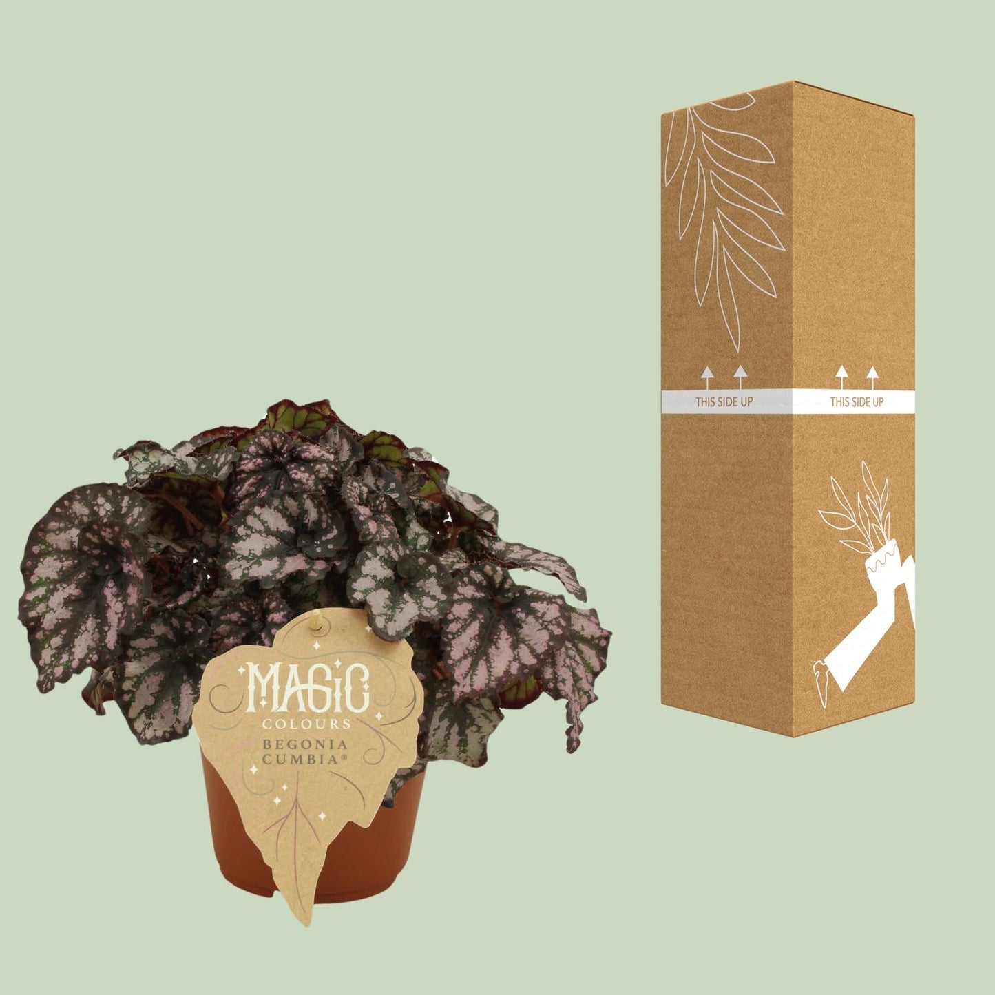 Begonia Rex Cumbia - Ø12cm - ↕25cm