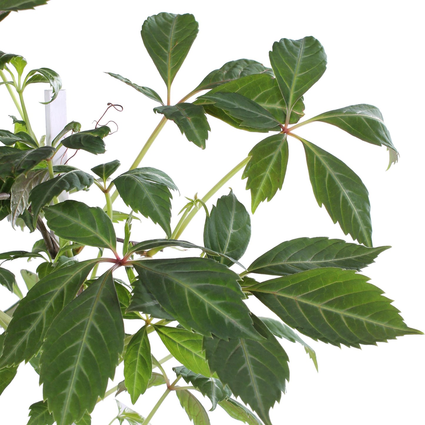 Parthenocissus henryana - Keilschwanzmakrele - Ø15cm - ↕65cm