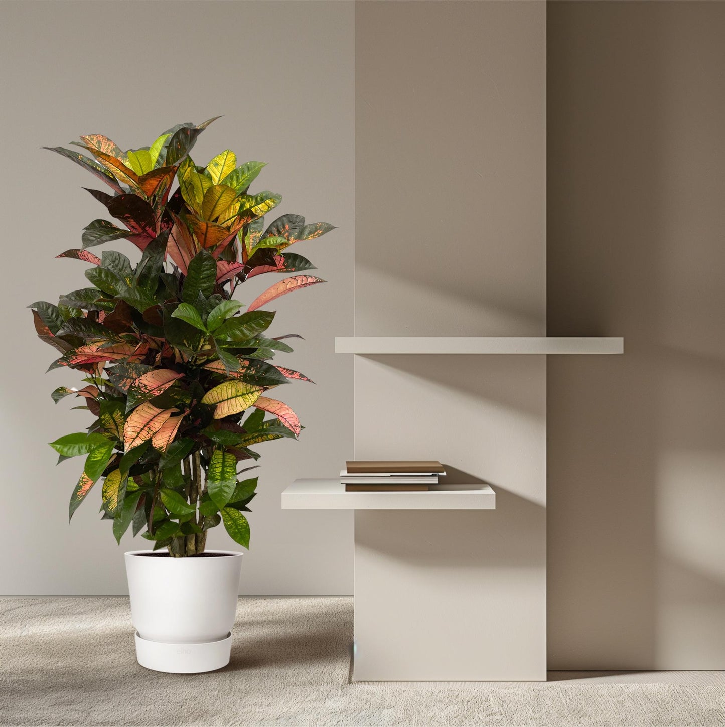 Kroton 'Iceton' – Farbenfrohe Zimmerpflanze 120 cm