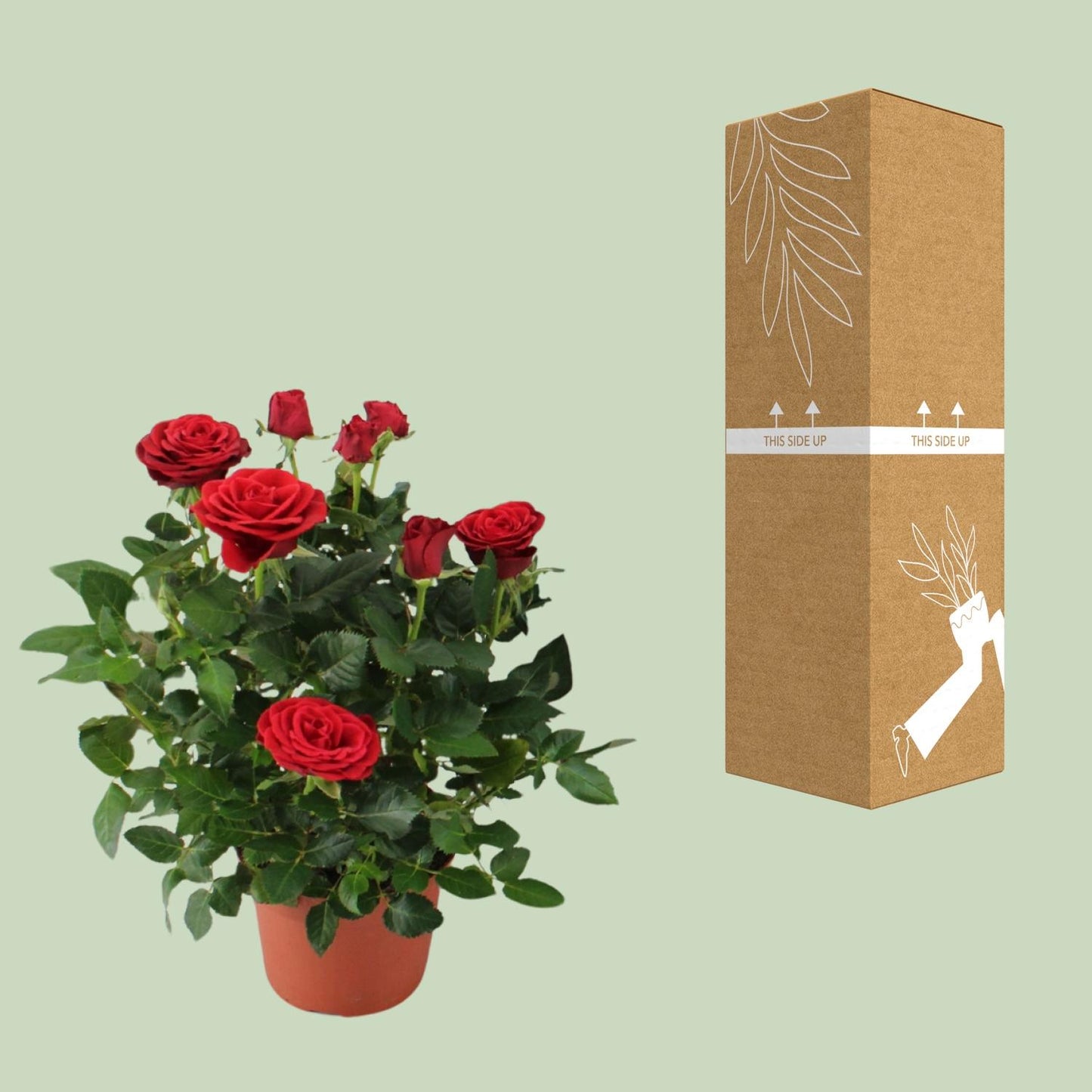Rosa Red - Ø12cm - ↕29cm
