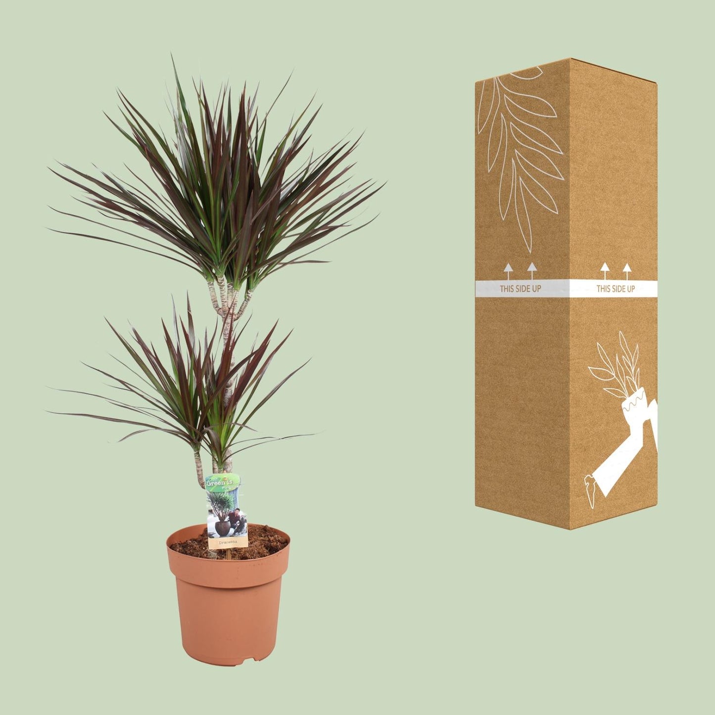Dracaena Magenta 45-15 - Ø21cm - ↕90cm