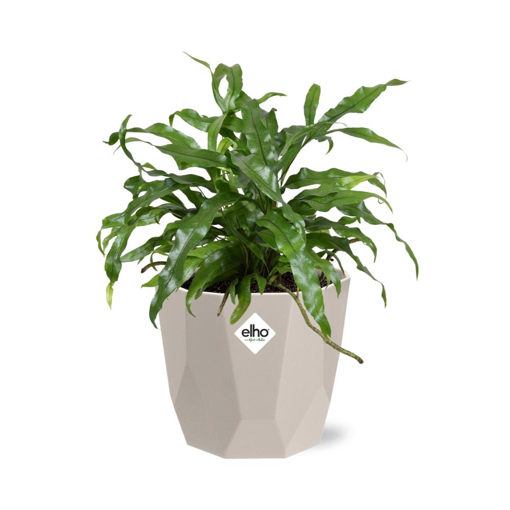Microsorum Diversifolium in ELHO b.for rock 14 cm warm grey