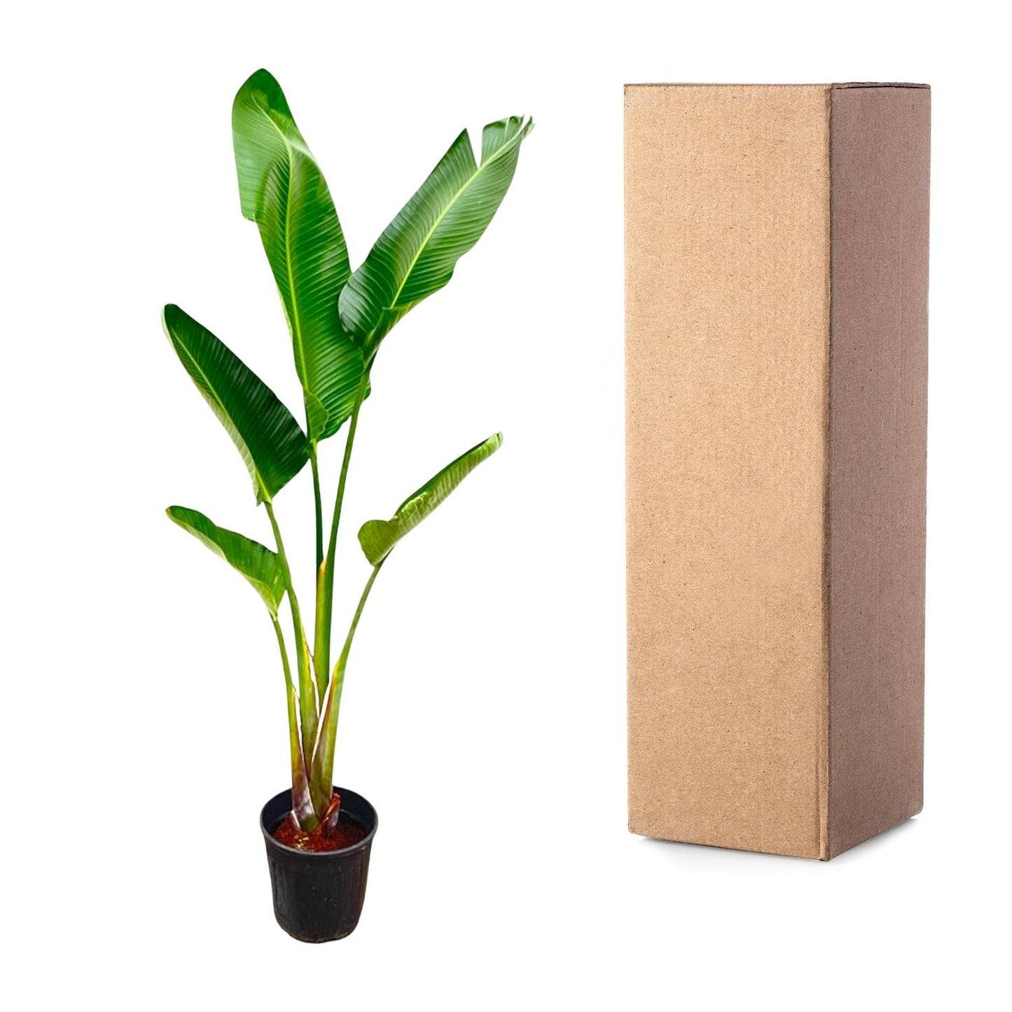Weißer Paradiesvogel Strelitzia Augusta 210 cm – Tropische Zimmerpflanze