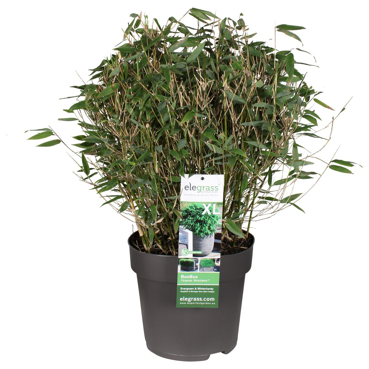 Fargesia 'Moontears'® Boobux - Ø29cm - ↕70cm