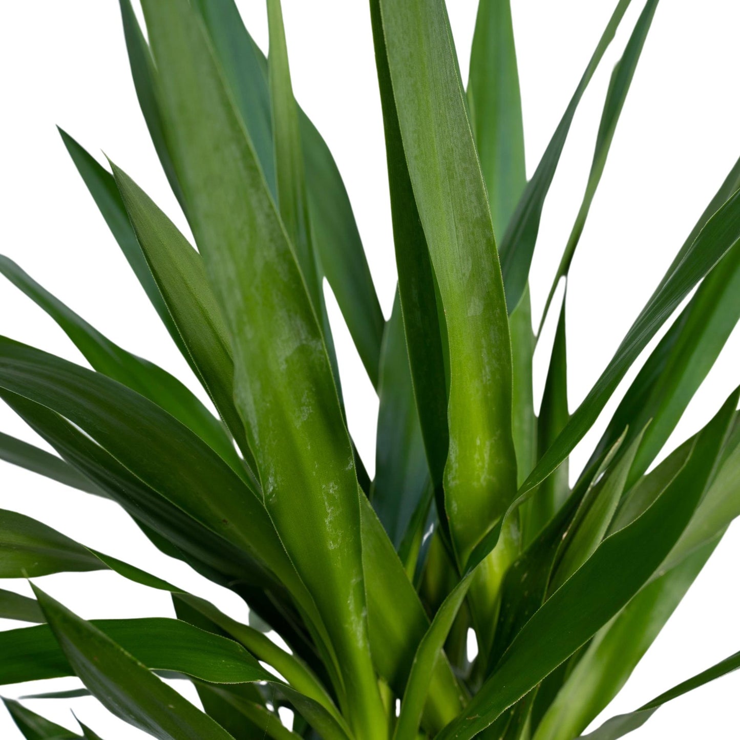Yucca Elephantipes - Ø21cm - ↕100cm