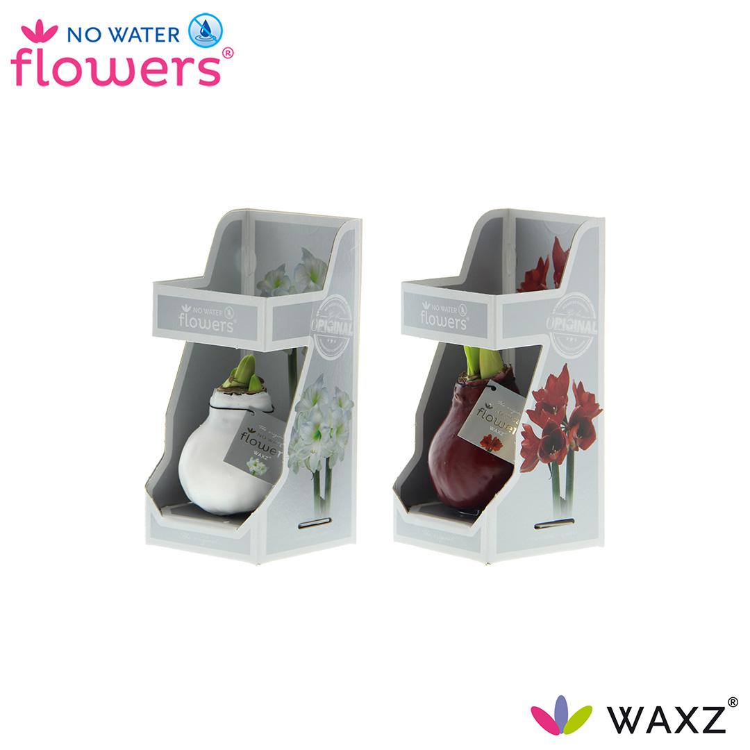 No Water Flowers Waxz Colorz in Gift Box - 2 Stücke - Ø7 cm - ↕15 cm