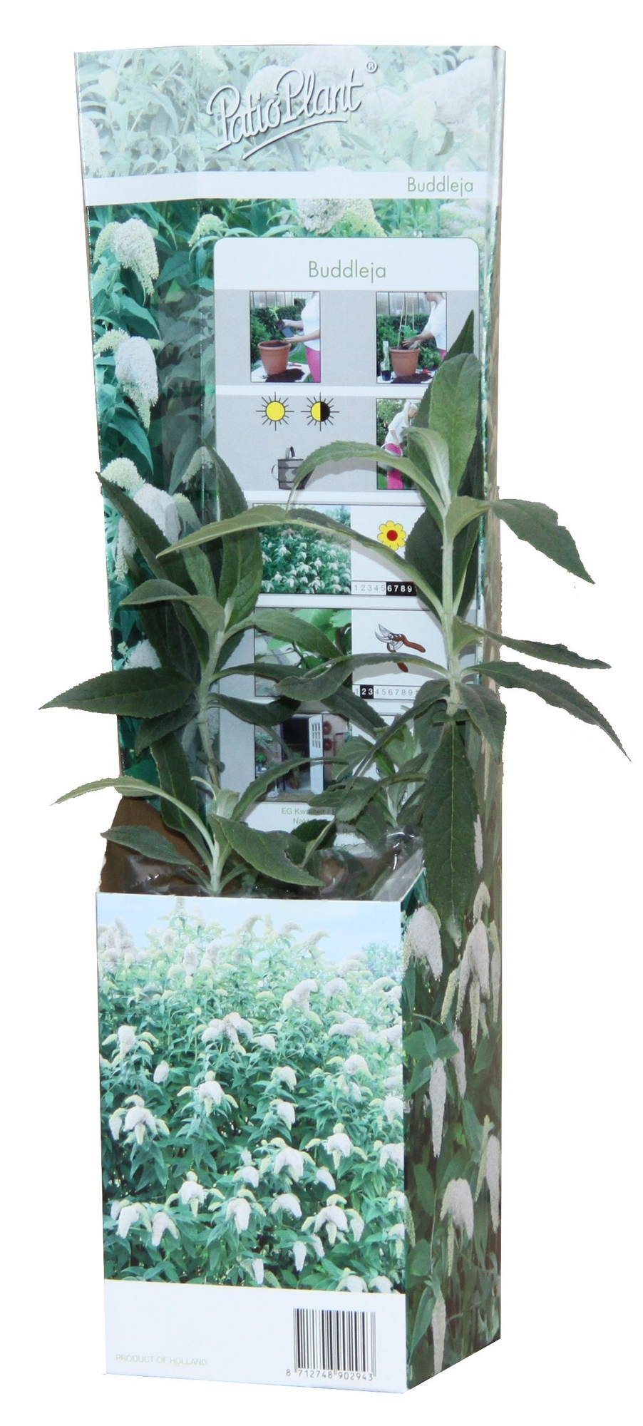 20x Buddleja Davidii Mix