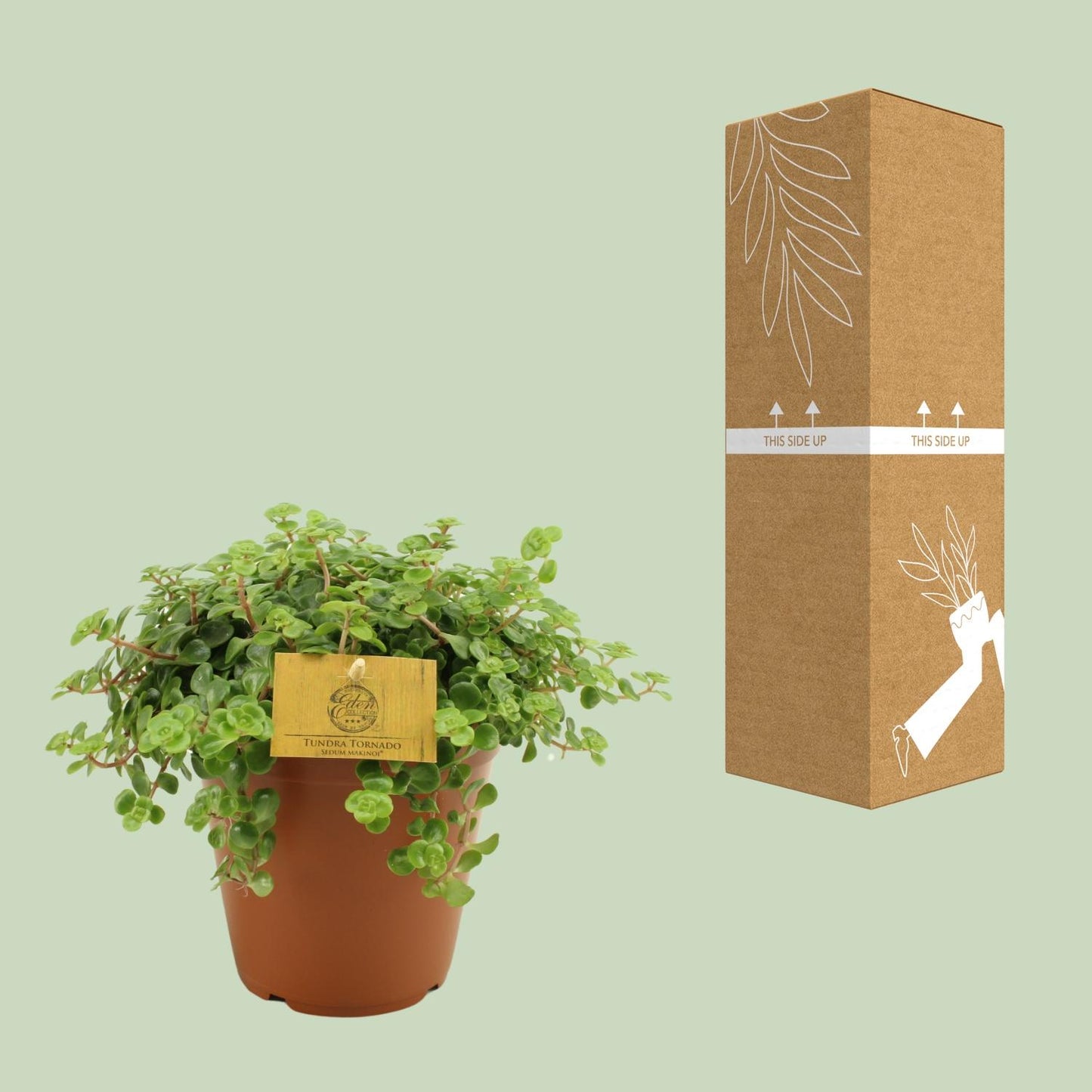 Sedum Tornado - Ø15cm - ↕25cm