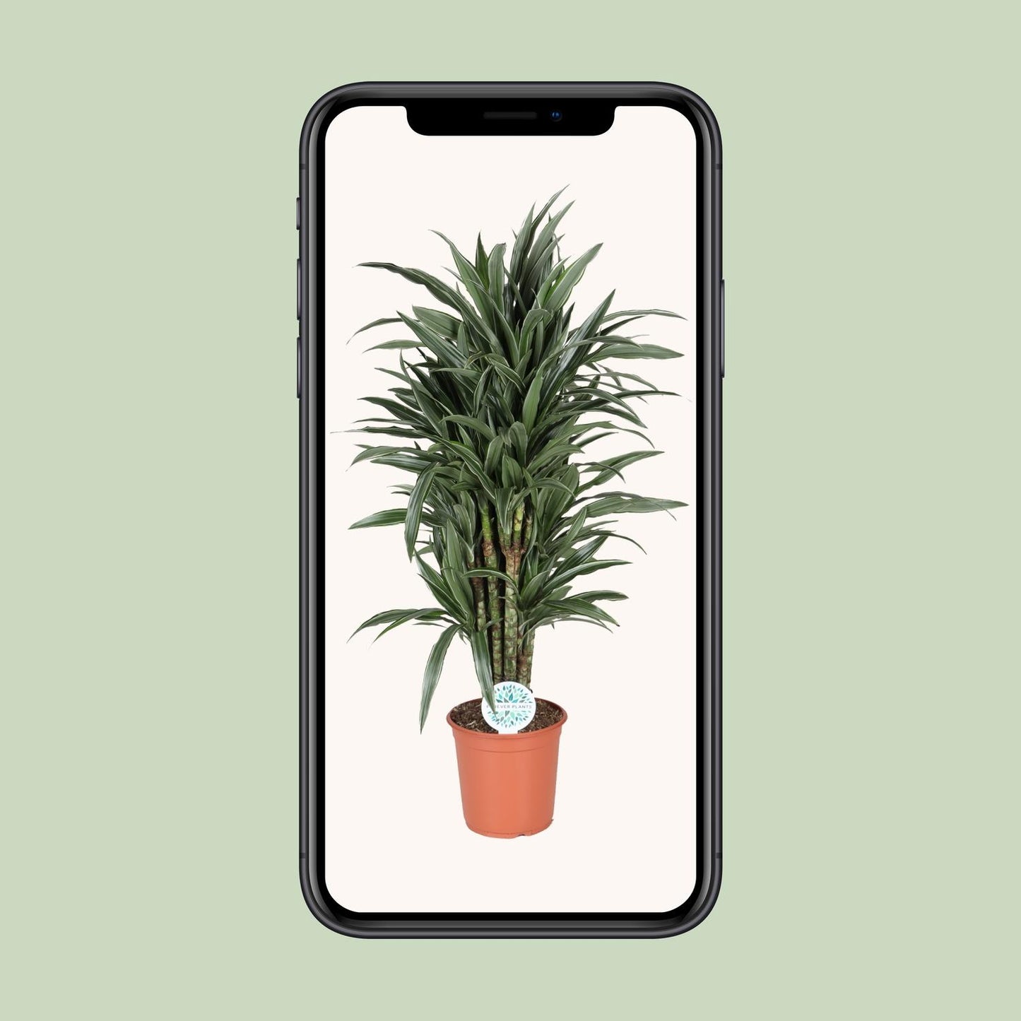 Dracaena Deremensis Warneckei - Ø24cm - ↕120cm