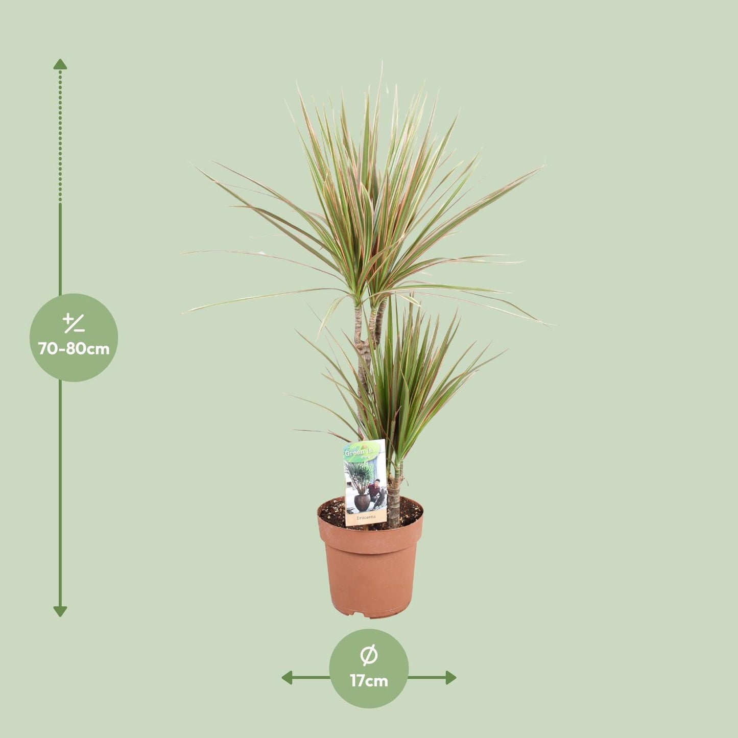 Dracaena Bicolor - Ø17cm - ↕80cm