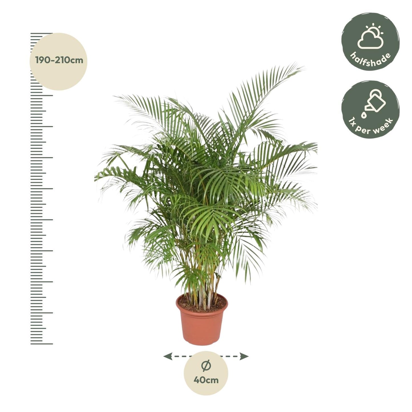Goldfruchtpalme 200 cm – Areca Palme im Ø40 cm Topf