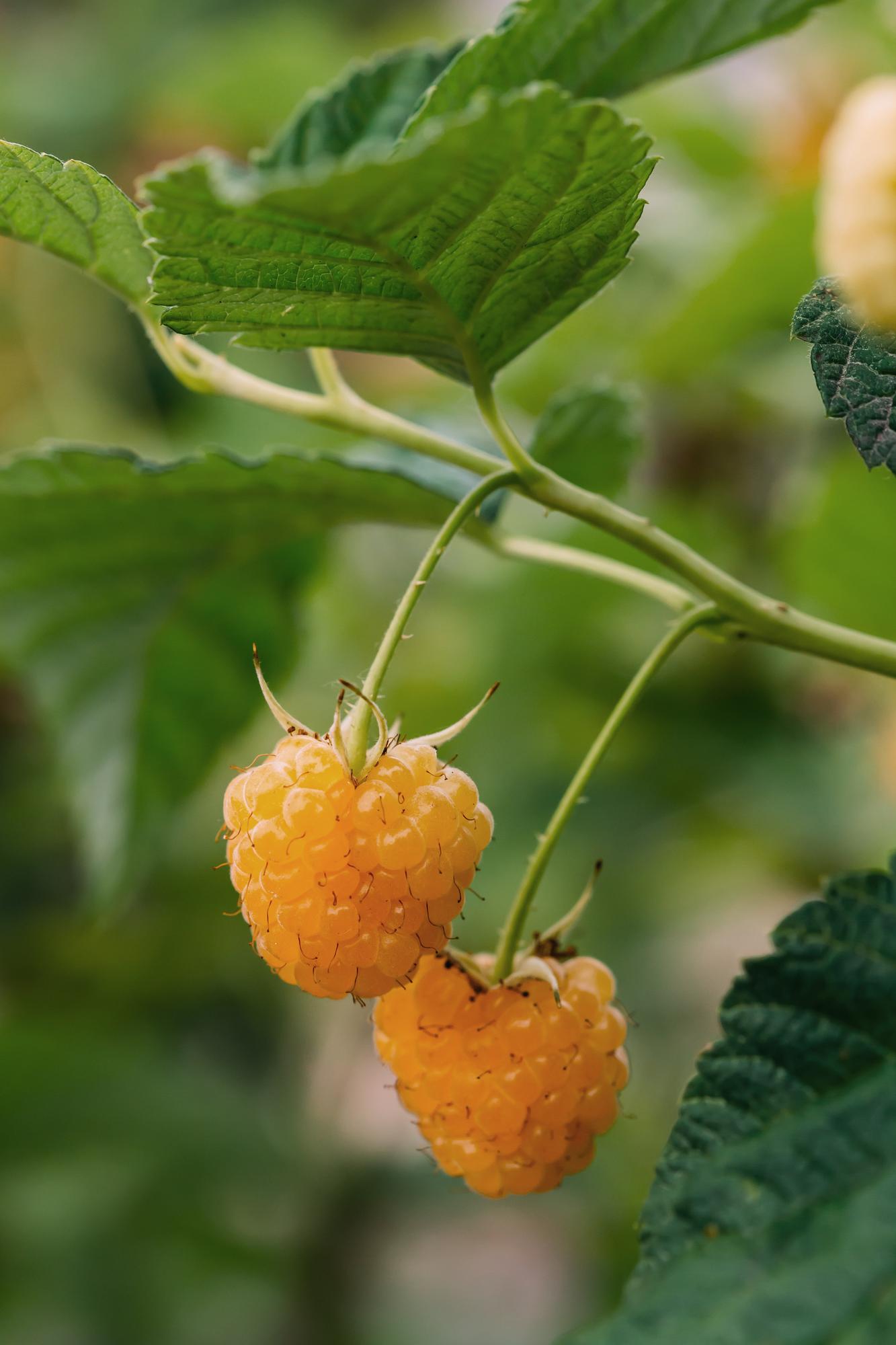 4x - Rubus 'Autumn' - ↨45cm - Ø13