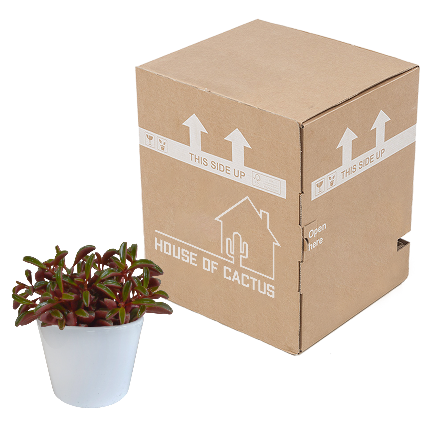 Erbsenstrauch (Peperomia graveolens) – Exotische, pflegeleichte Zimmerpflanze