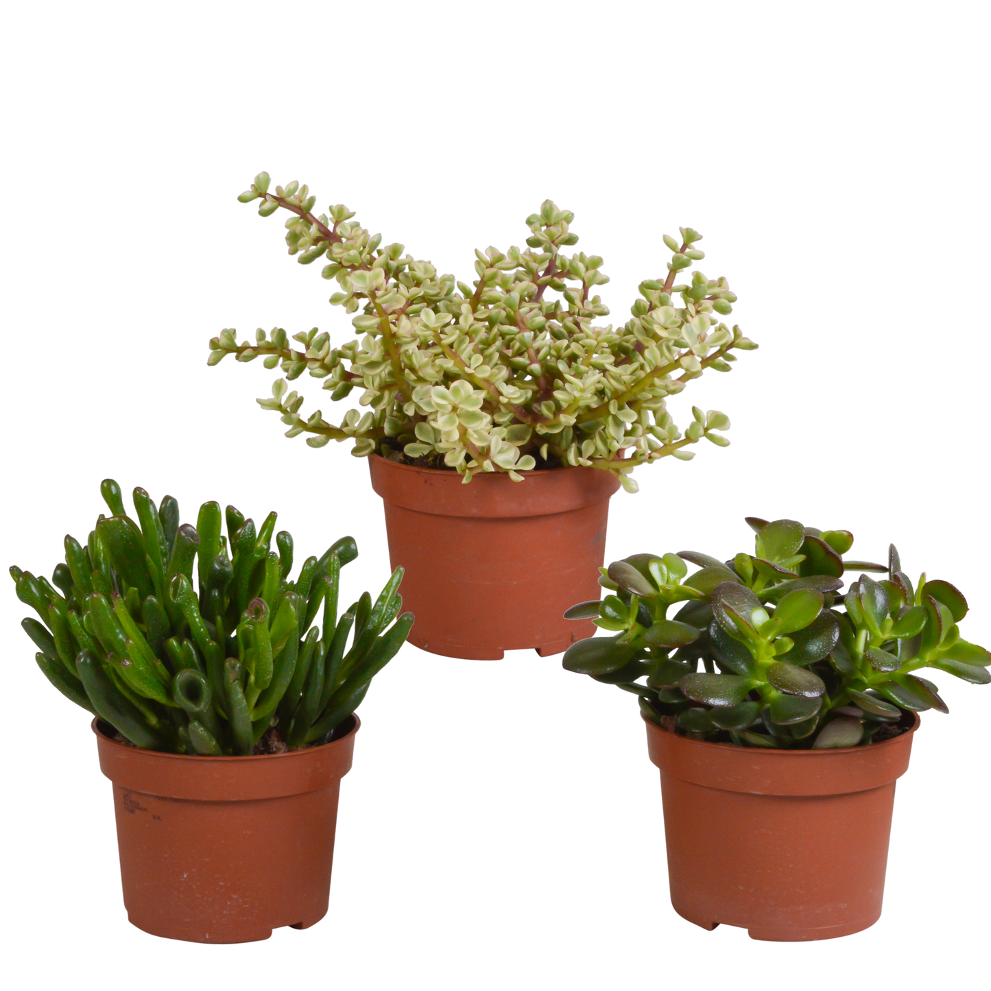 Dickblatt Mix 10,5 cm – 3er Set pflegeleichte Sukkulenten