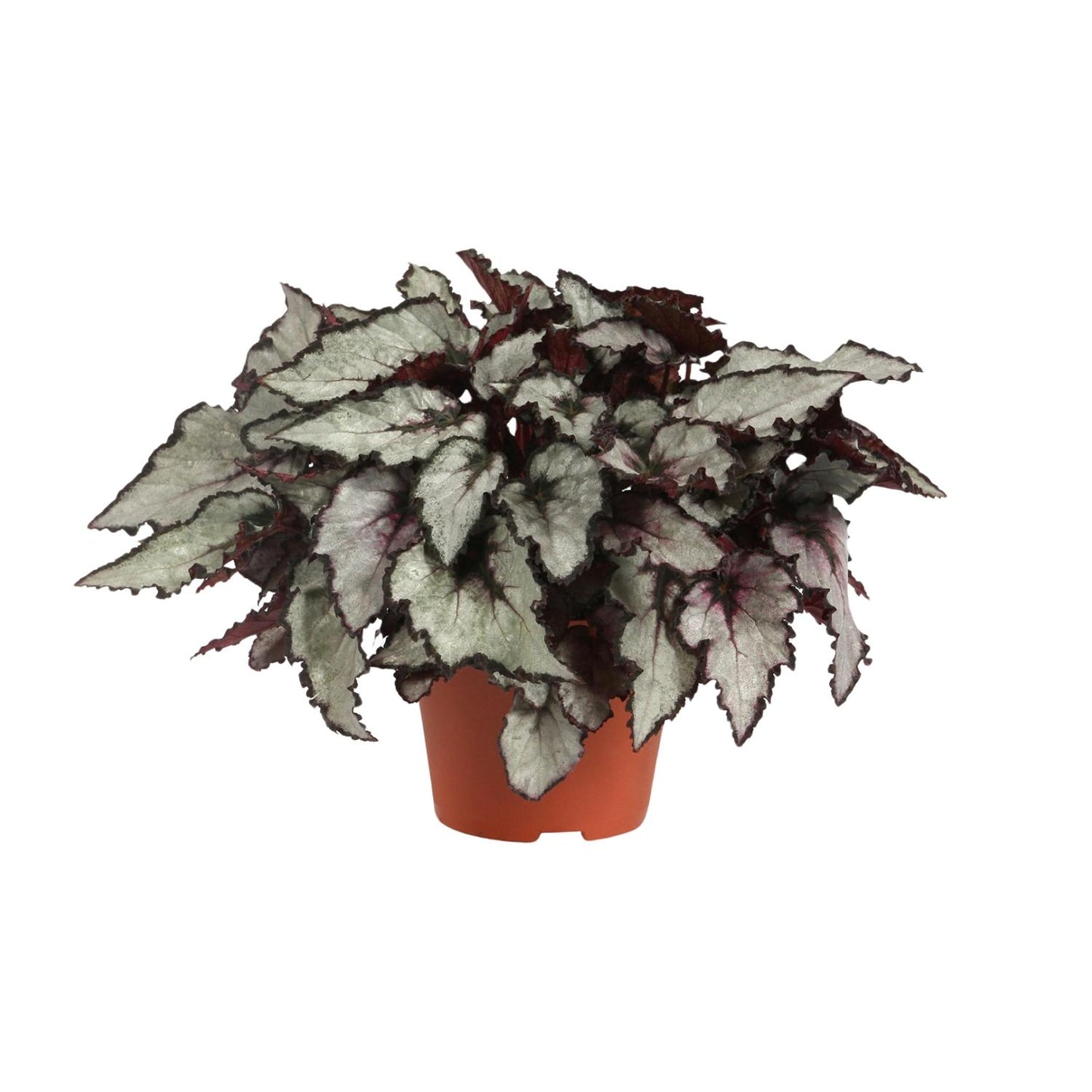 Begonia Rex Coco - Ø12cm - ↕25cm