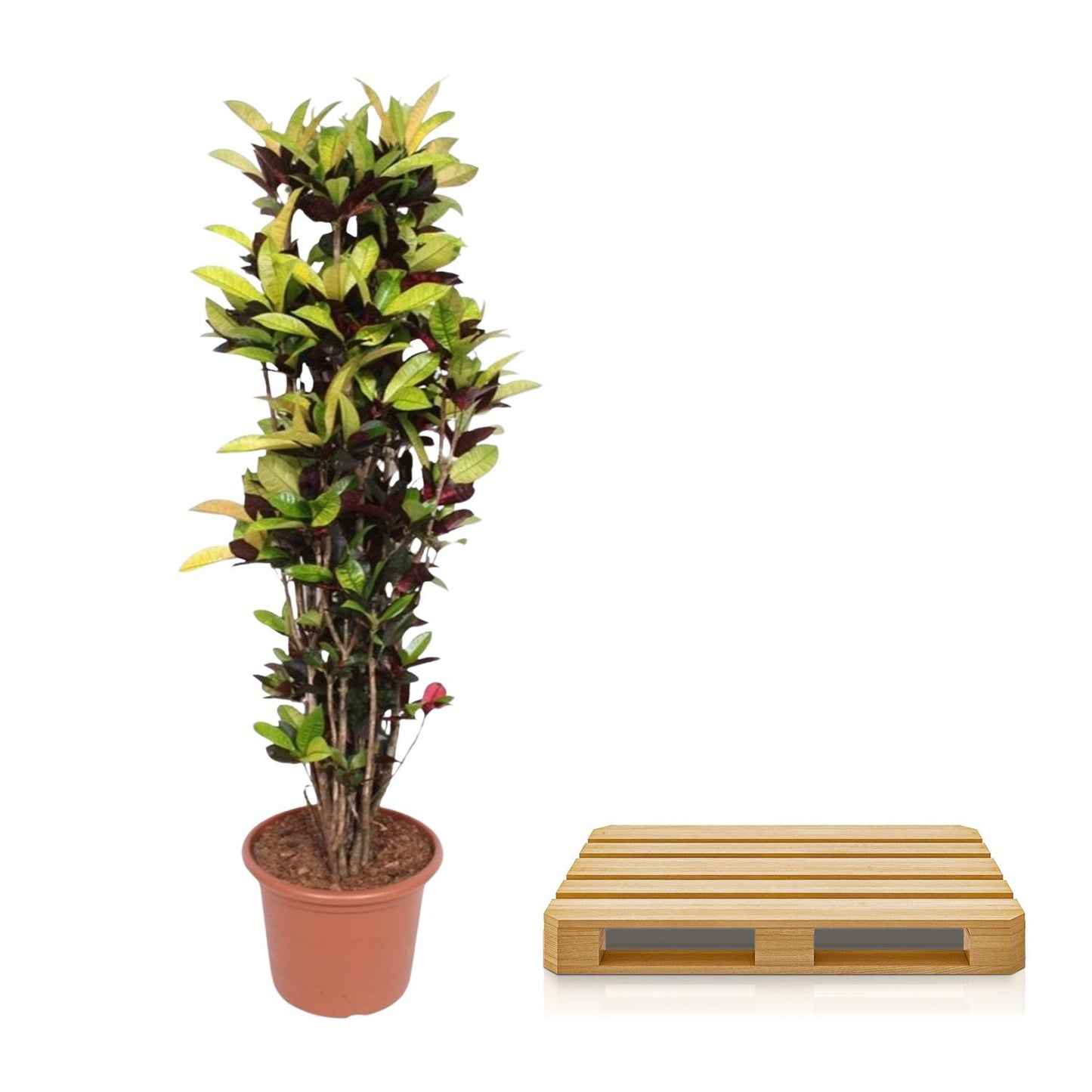 Kroton Iceton 190 cm – Farbenfrohe Zimmerpflanze