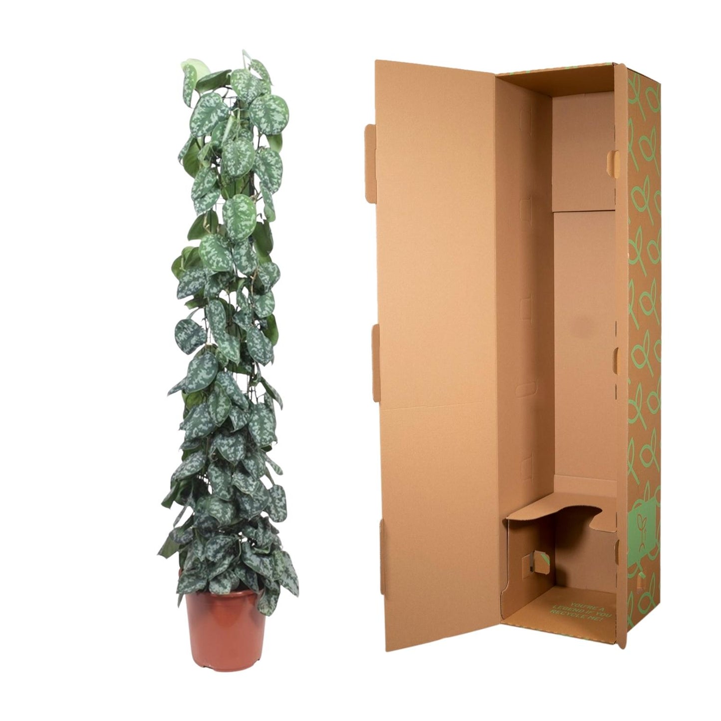 Efeutute 'Trebie' am Rankgitter – 160 cm dekorative Zimmerpflanze