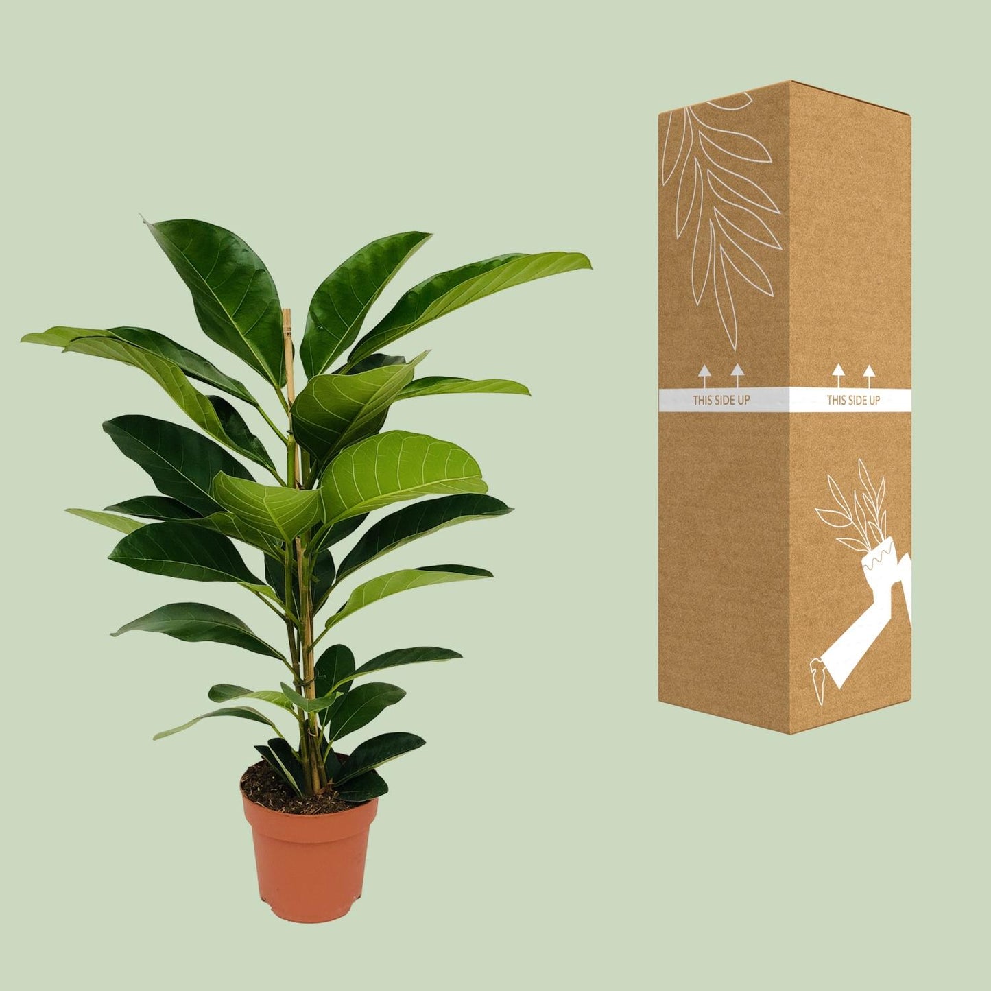 Ficus Benghalensis Roy - Ø21cm - ↕90cm