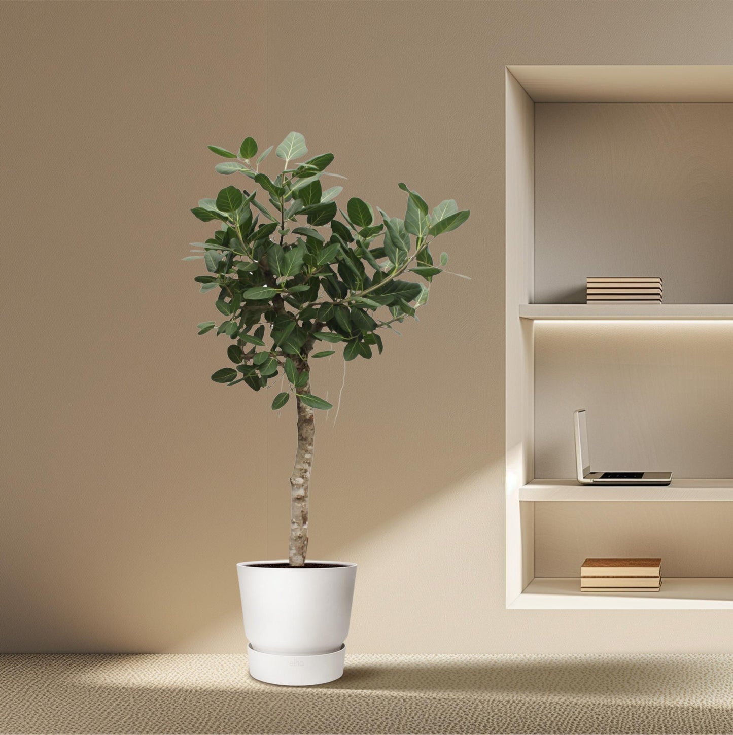 Bengalische Feige 200 cm – Exotischer Großbaum für Innen & Außen