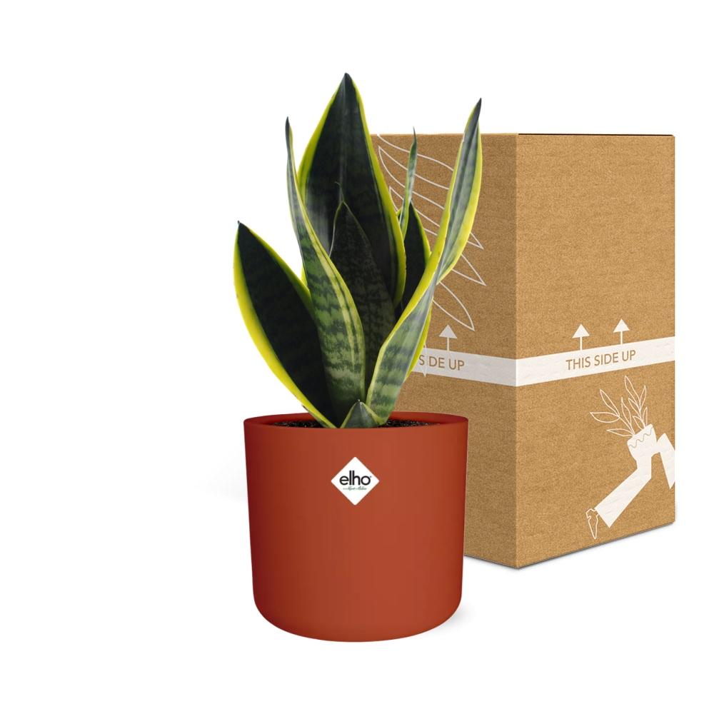 Sansevieria Futura Superba in ELHO b.for soft rond 14cm brique
