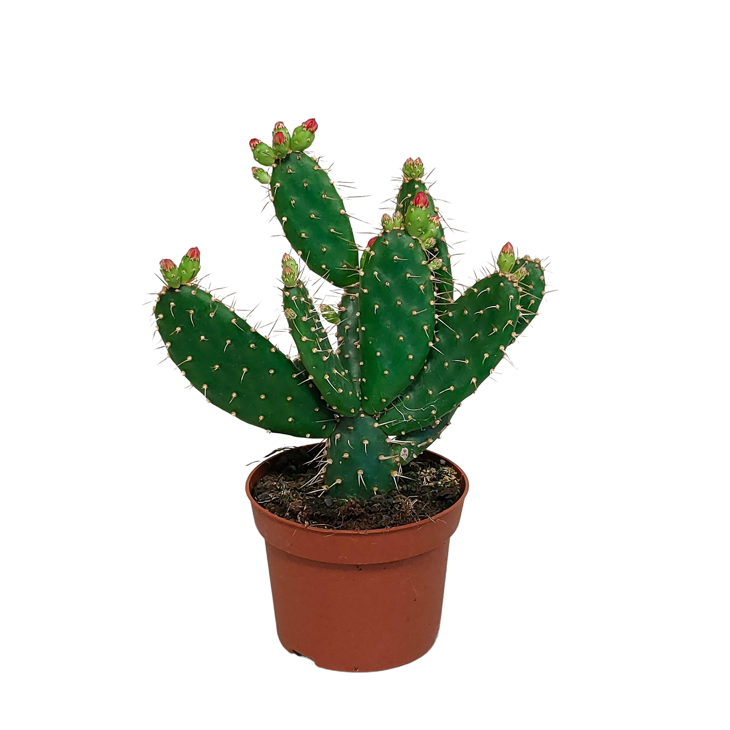 Feigenkaktus Opuntia quitensis mit oranger Blüte – pflegeleicht