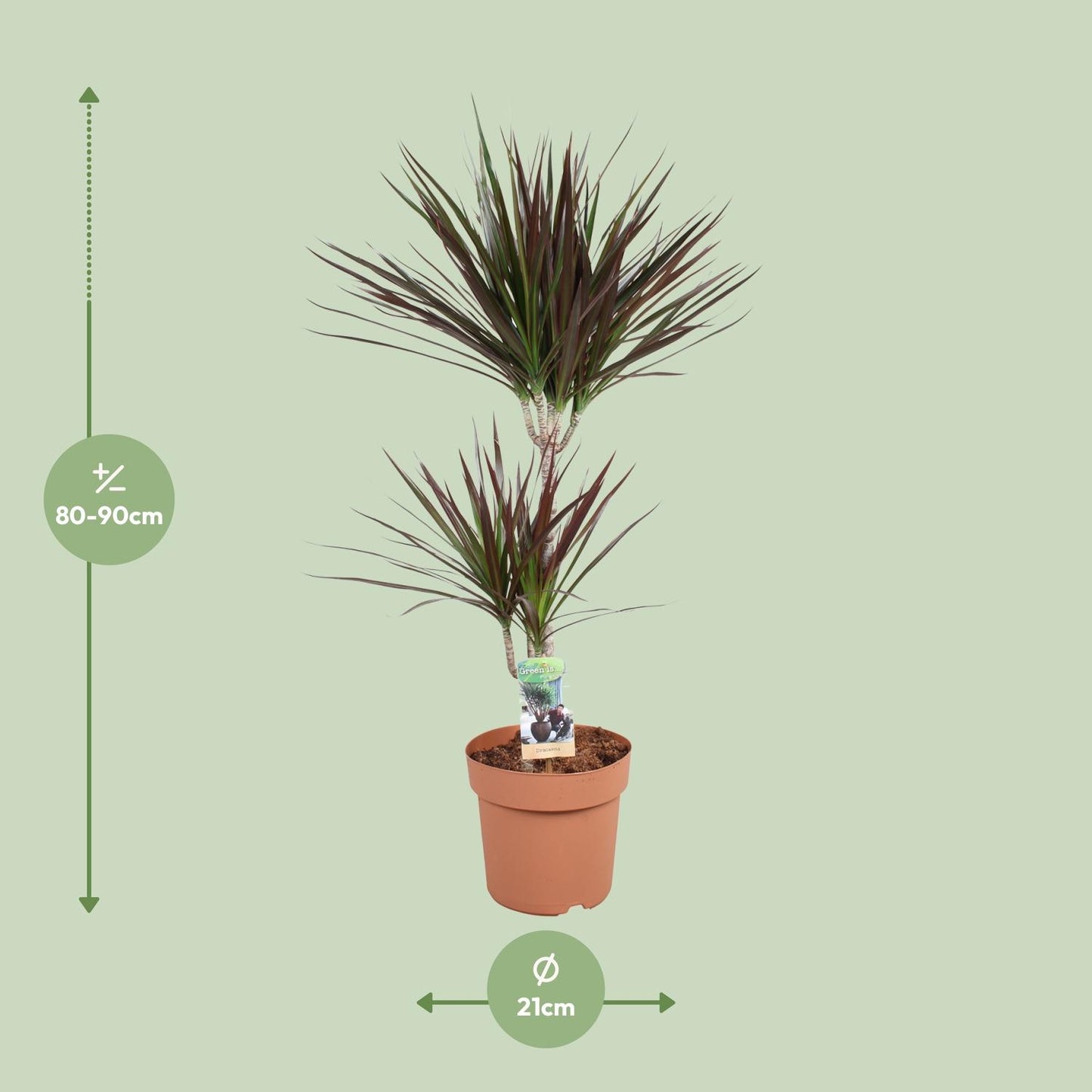 Dracaena Magenta 45-15 - Ø21cm - ↕90cm
