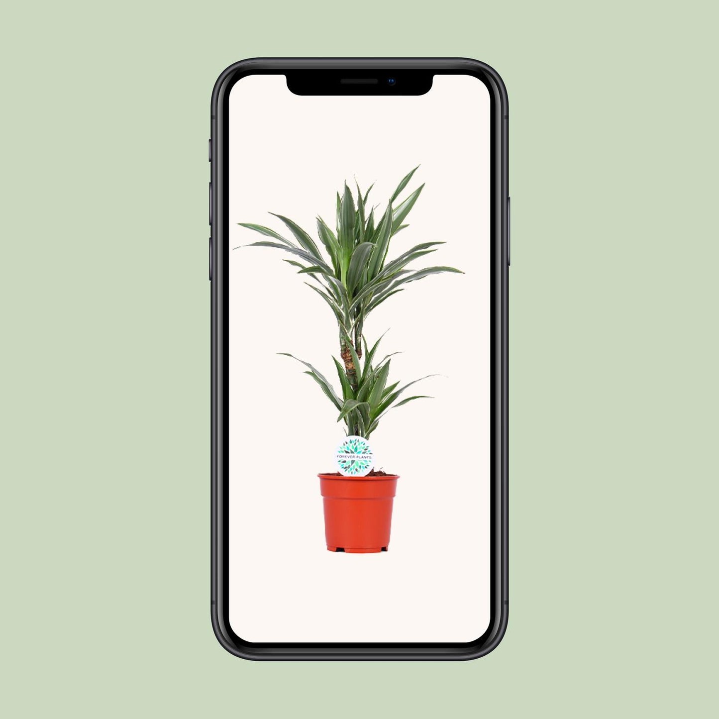 Dracaena Warneckei - Ø17cm - ↕65cm