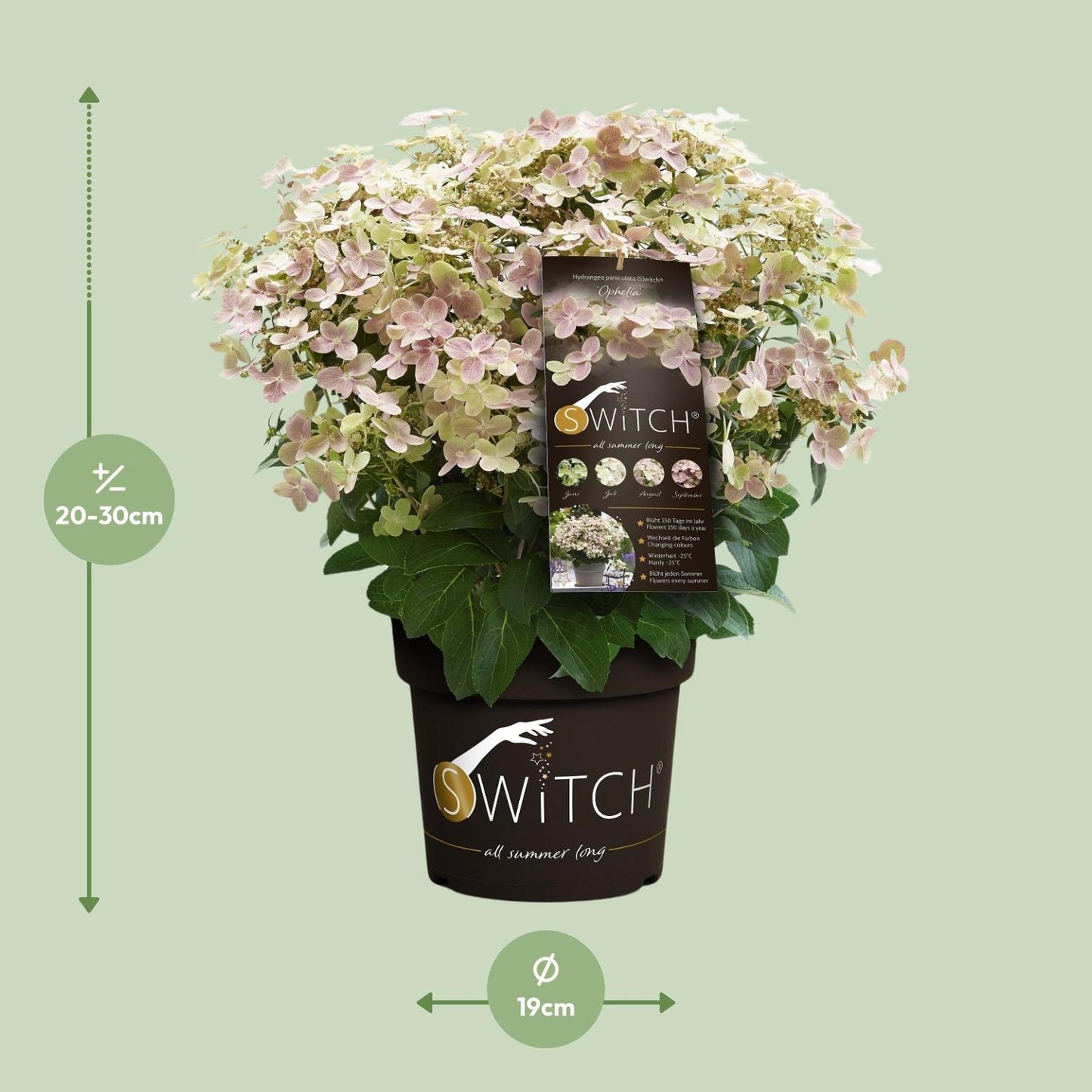 Hydrangea pan. '(S)witch Ophelia' - Ø19cm - ↕25cm
