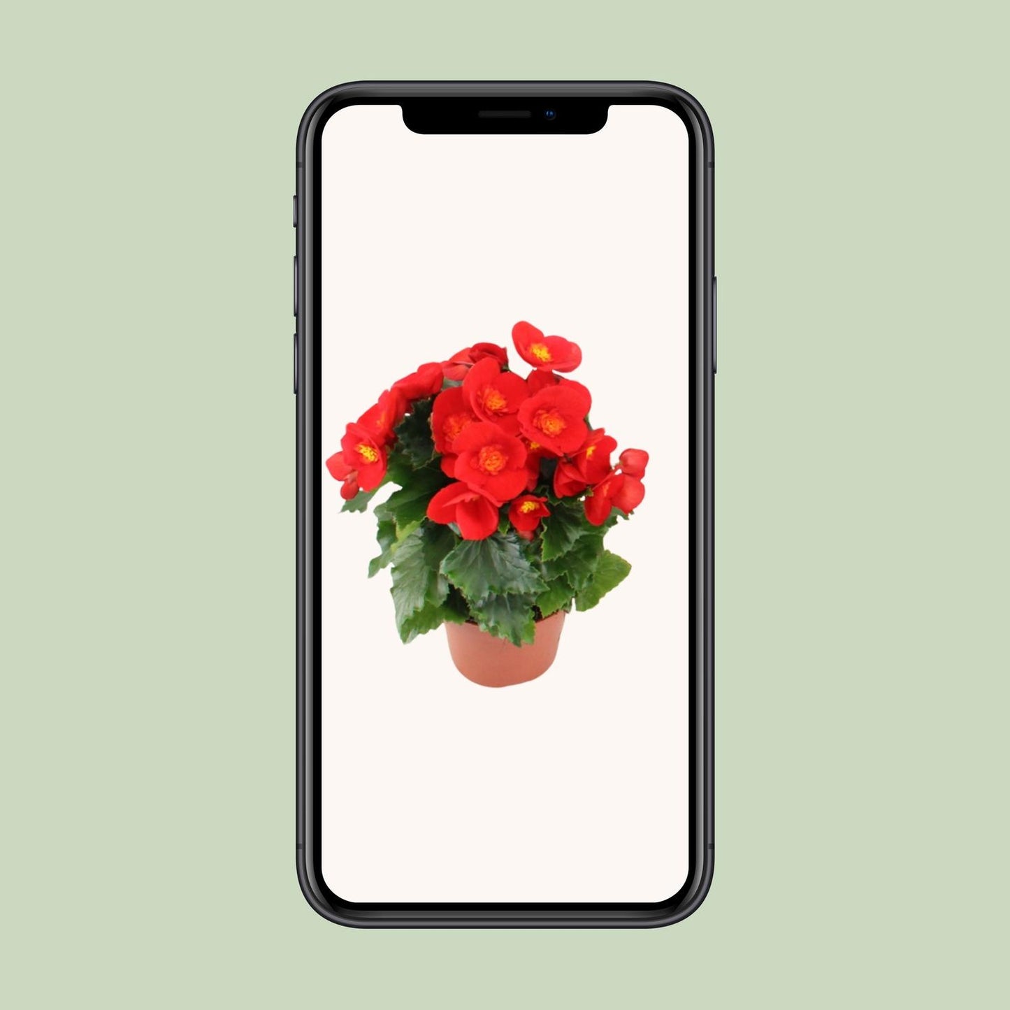 Begonia Sweeties Red - Ø12cm - ↕25cm
