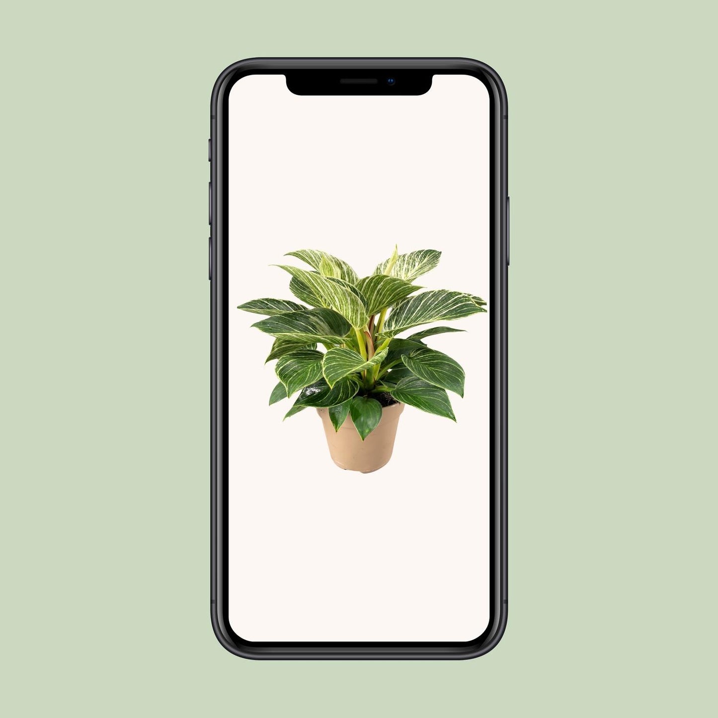 Philodendron Birkin - Ø15cm - ↕30cm
