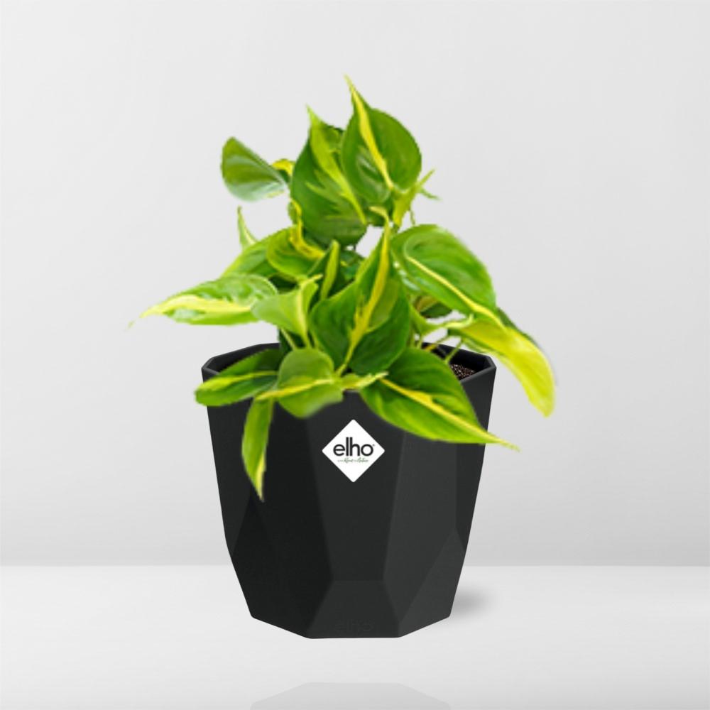 Philodendron Scandens ‘Brasil’ in 14cm b.for rock living black
