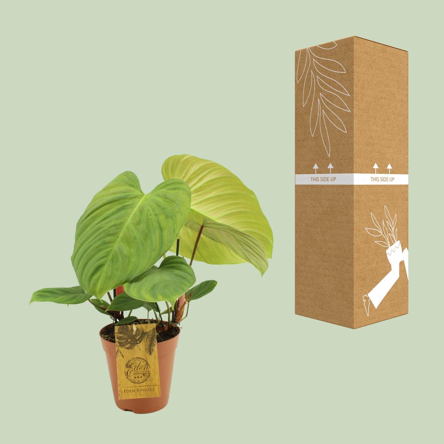 Philodendron Fuzzy Petiole - Ø15cm - ↕50cm