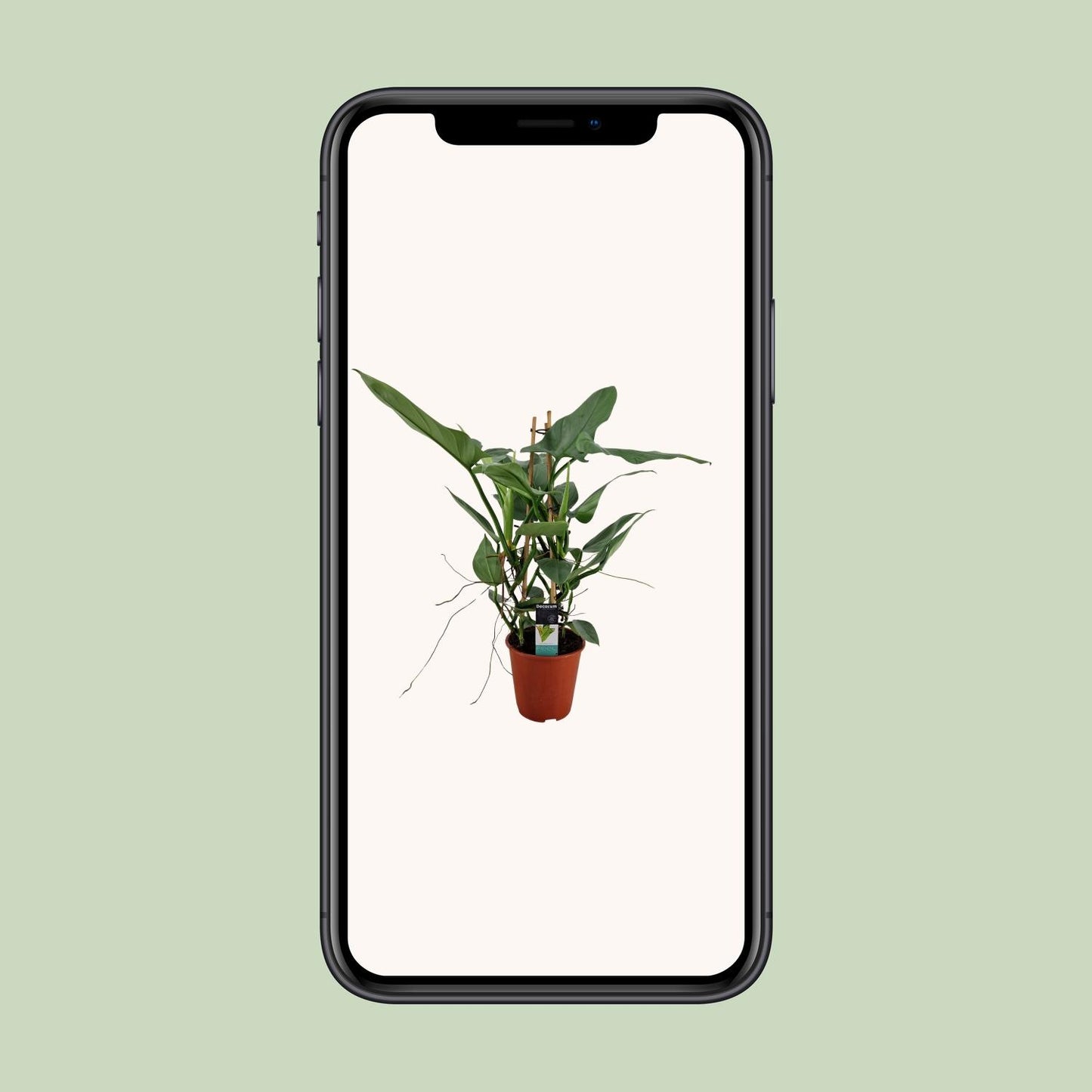 Philodendron Grey - Ø19cm - ↕75cm