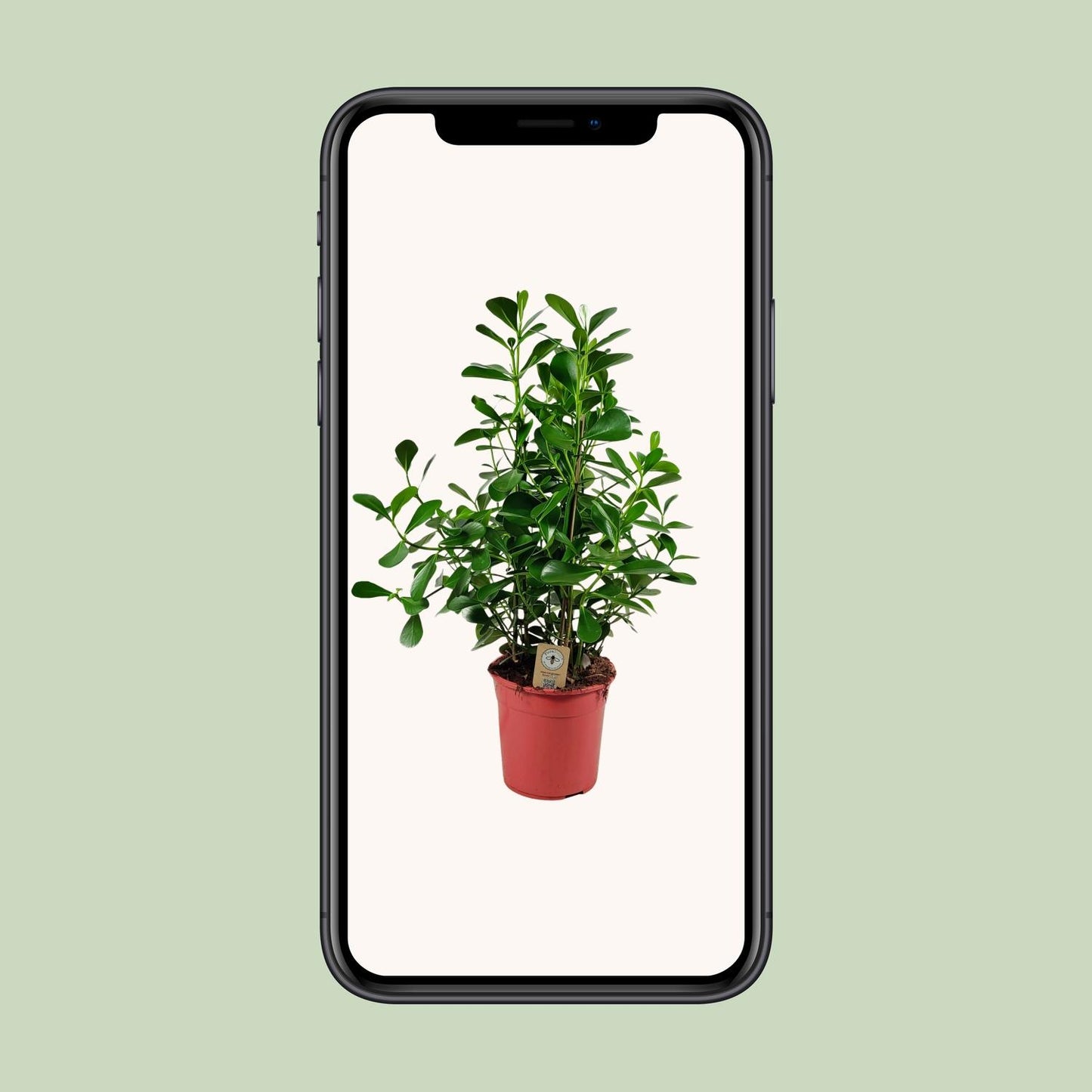 Clusia Rosea Princess - Ø27 ↕90