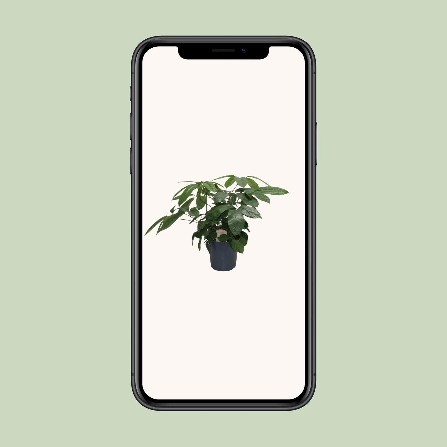 Schefflera Actinophylla - Ø21cm - ↕80cm