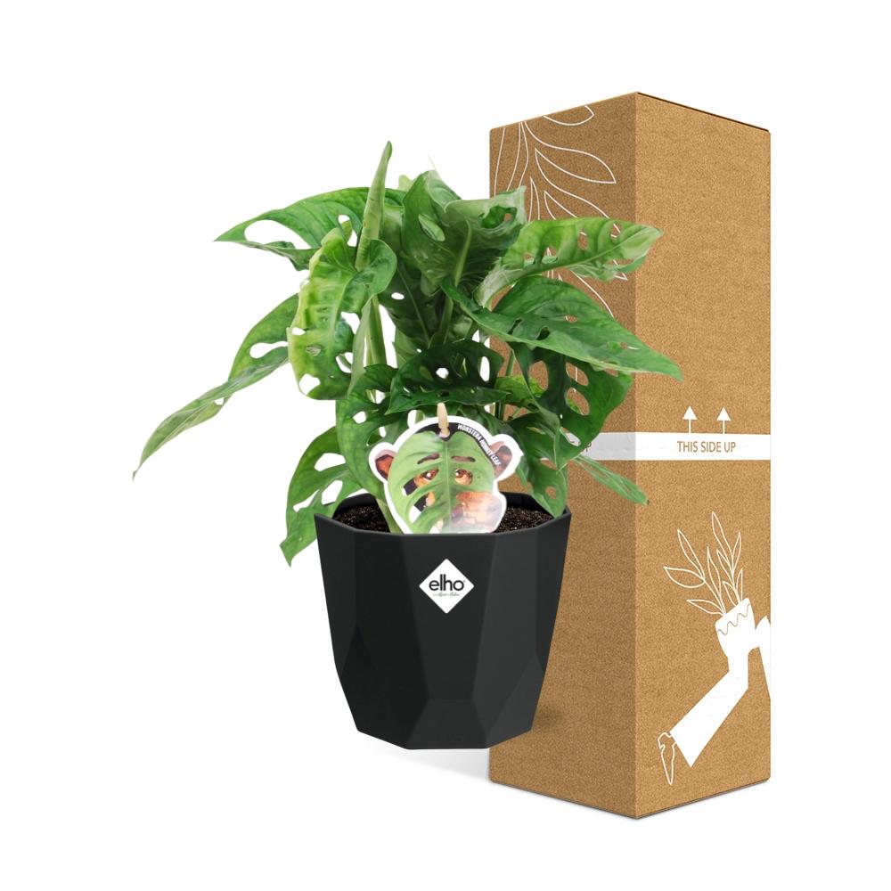 Monstera ‘Monkey Leaf’ in 14cm b.for rock living black