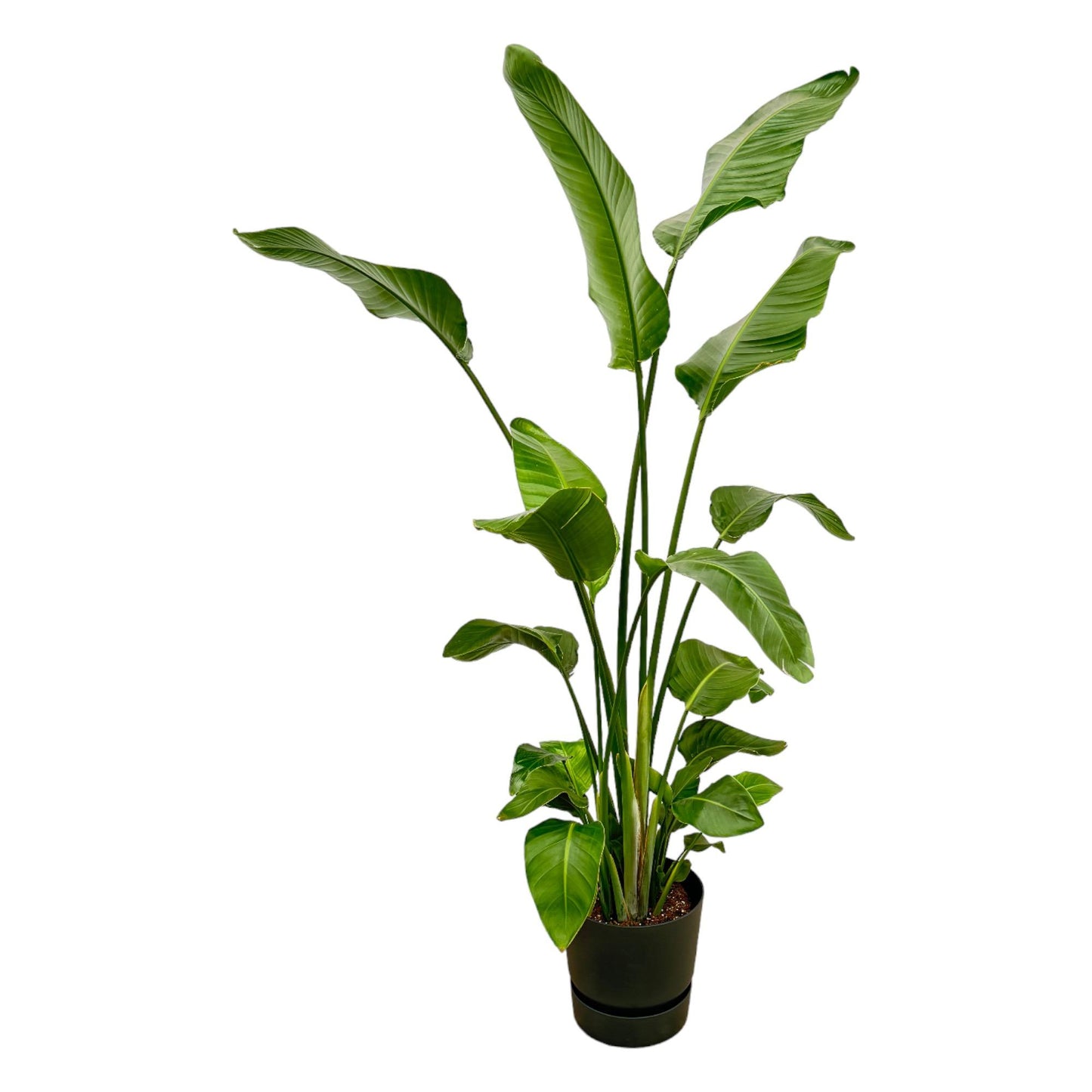 Weiße Paradiesvogelblume Strelitzia Nicolai 180 cm mit Topf