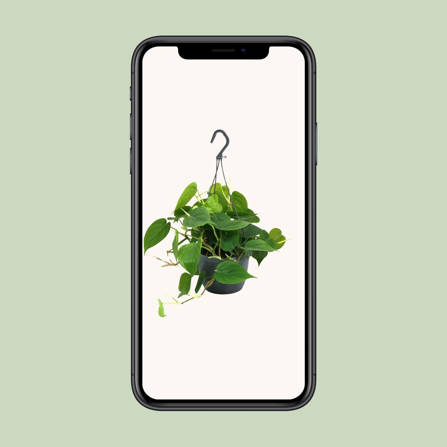 Philodendron Scandens - Ø15cm - ↕35cm