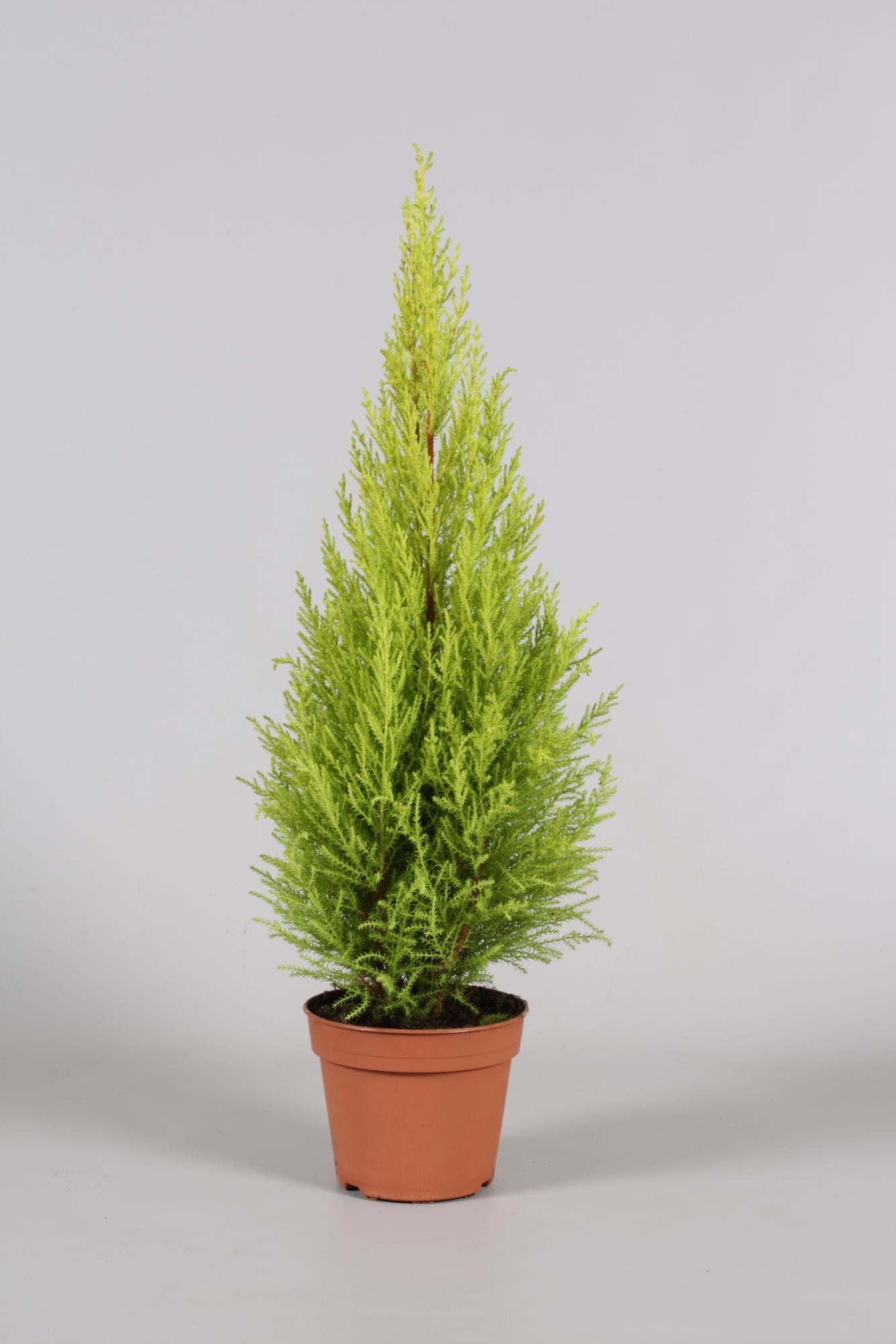 Cupressus Goldcrest Wilma - Ø14cm - ↕65cm