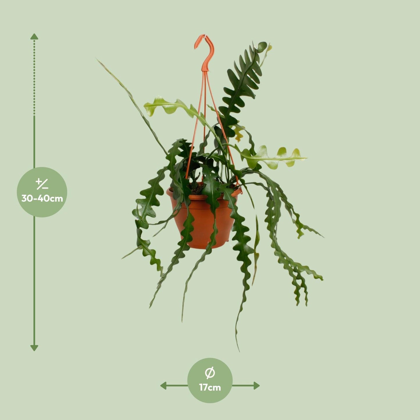Epiphyllum Anguliger - Ø17cm - ↕35cm