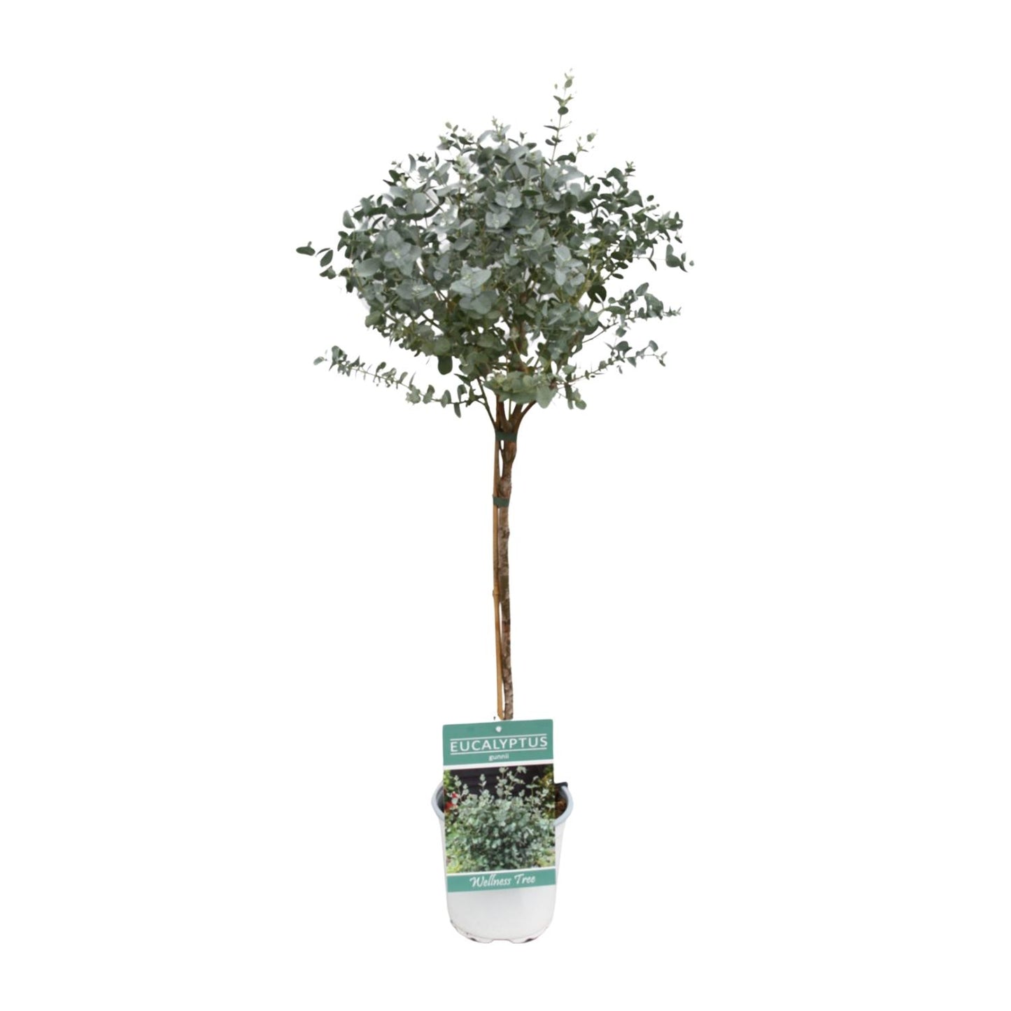 Eucalyptus - Ø17cm - ↕80cm