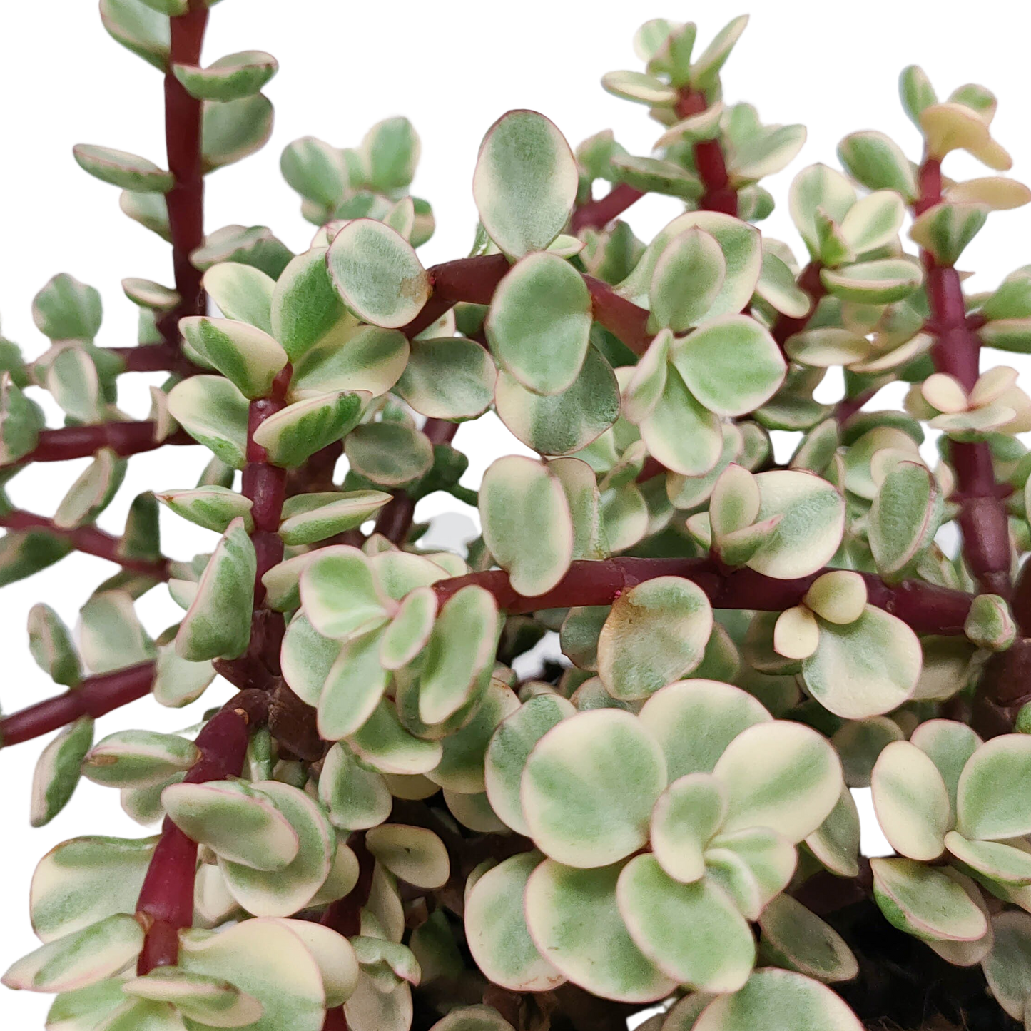 Speckbaum Variegata – Panaschierte pflegeleichte Sukkulente