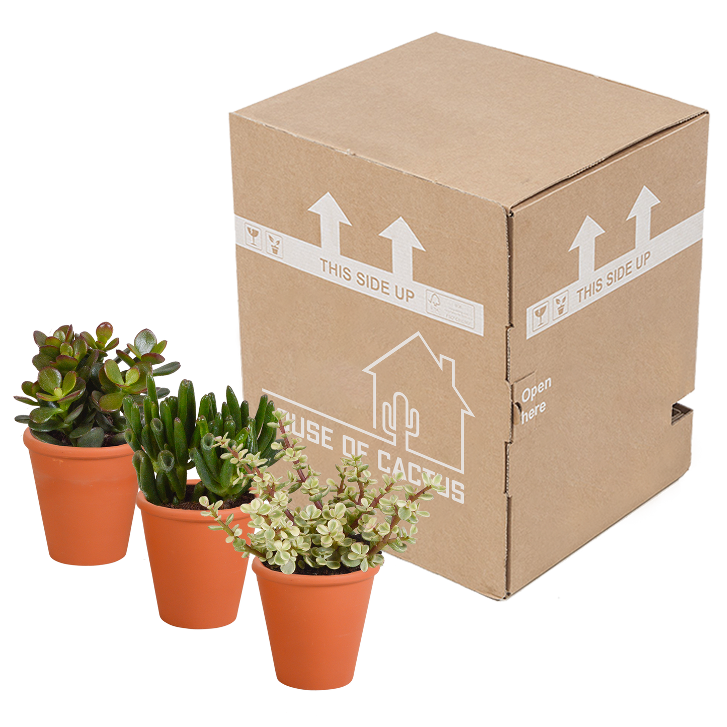 Crassula-Mix 3er Set im Terrakotta-Topf 8,5 cm