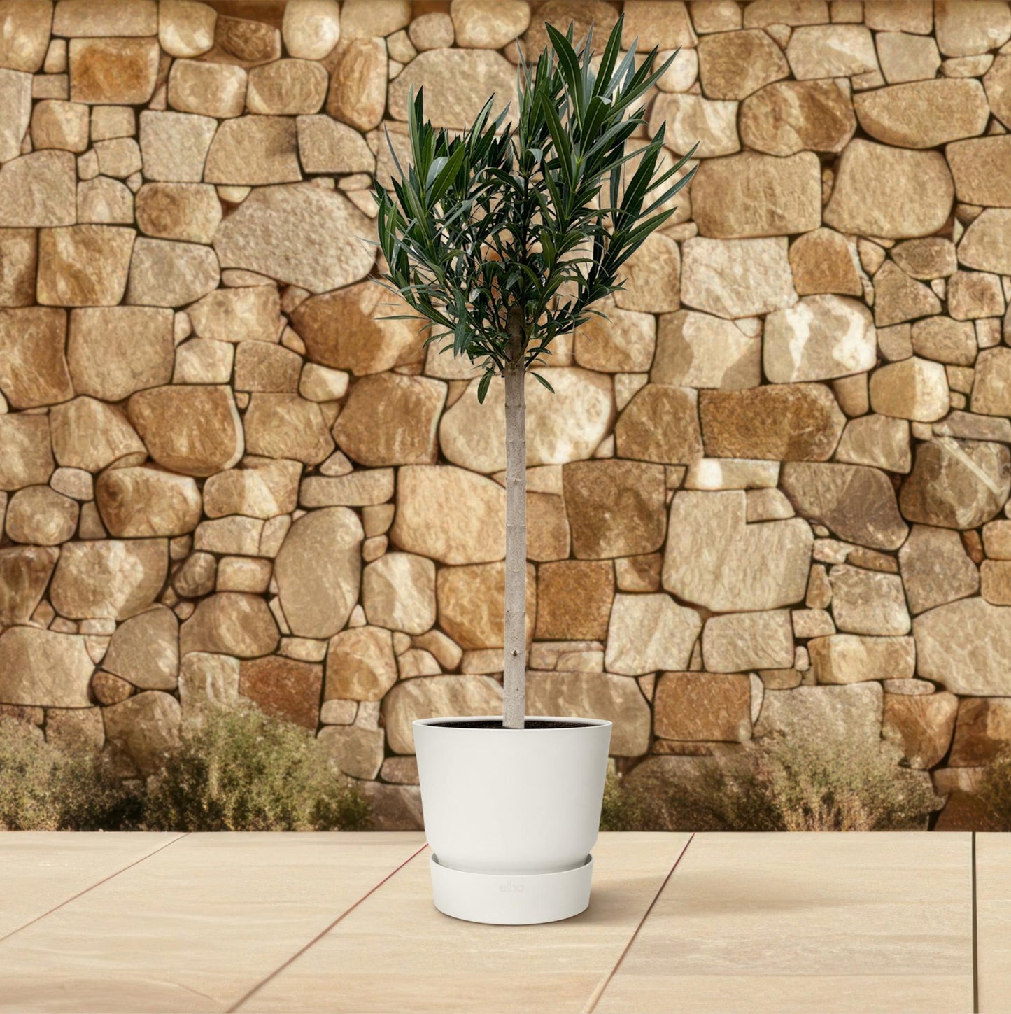 Rosa Oleander am Stamm 170 cm – Mediterrane Kübelpflanze