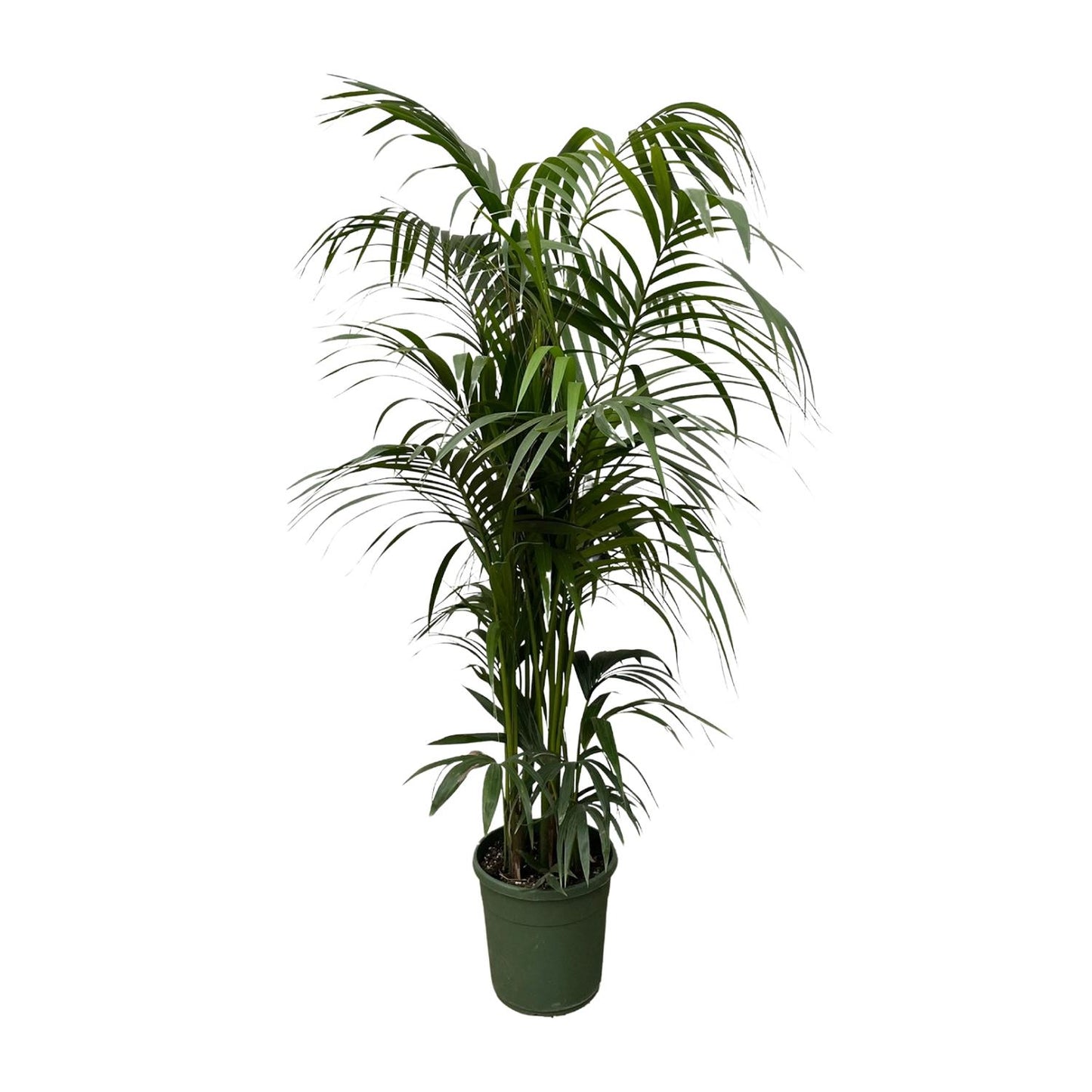 Kentia Palme 220 cm – Elegante, pflegeleichte Zimmerpflanze