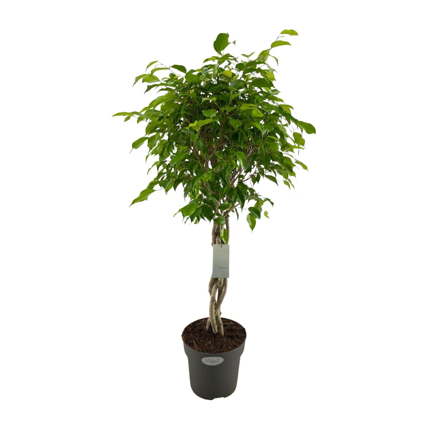 Ficus Benjamina Exotica Geflechtstamm - Ø24cm - ↕100cm