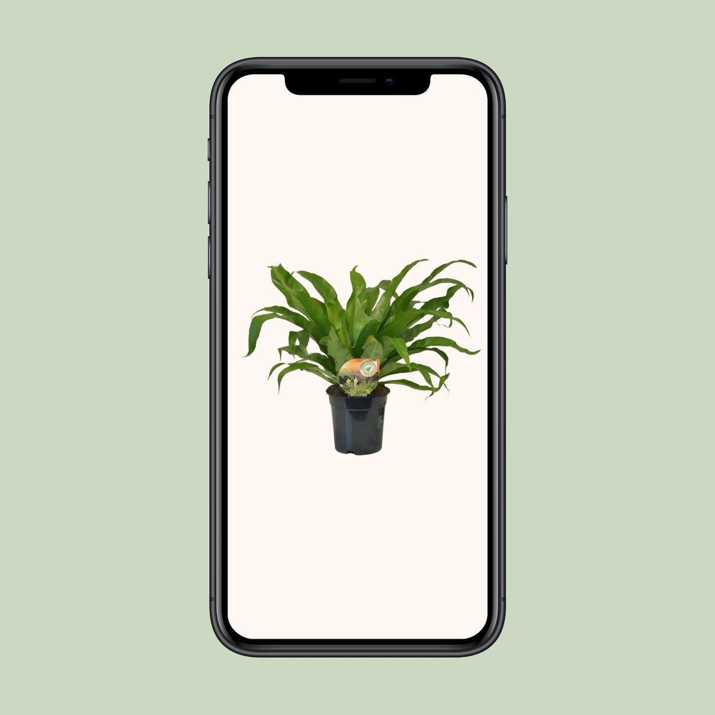 Asplenium Antiquum - Ø17cm - ↕40cm