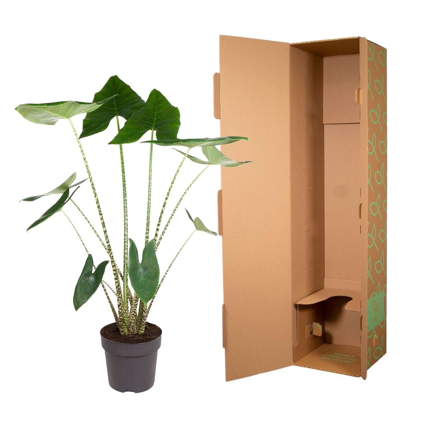 Alocasia Zebrina 130 cm – Exotische Zebrapflanze für stilvolle Räume